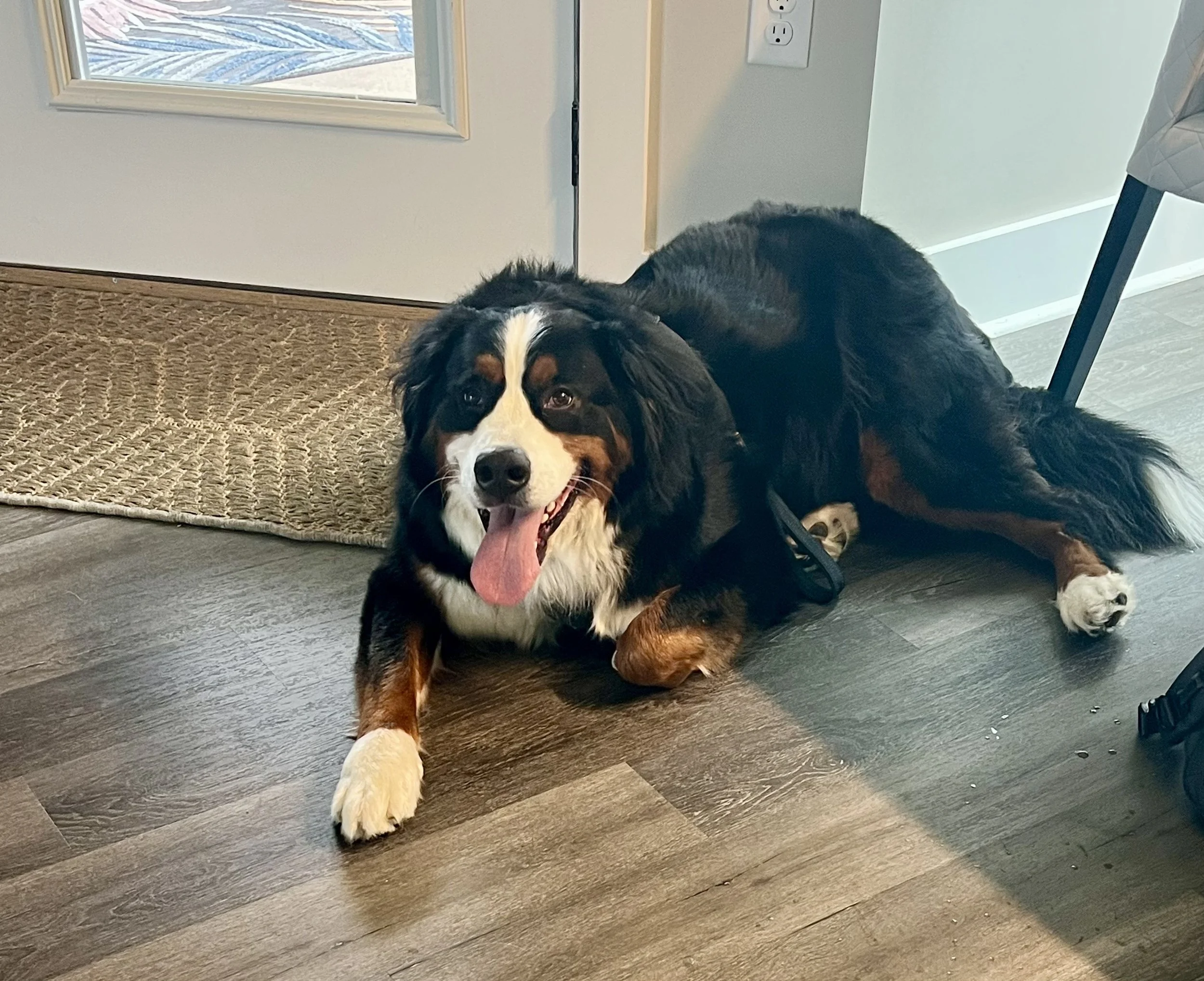 Adopt: Stephen