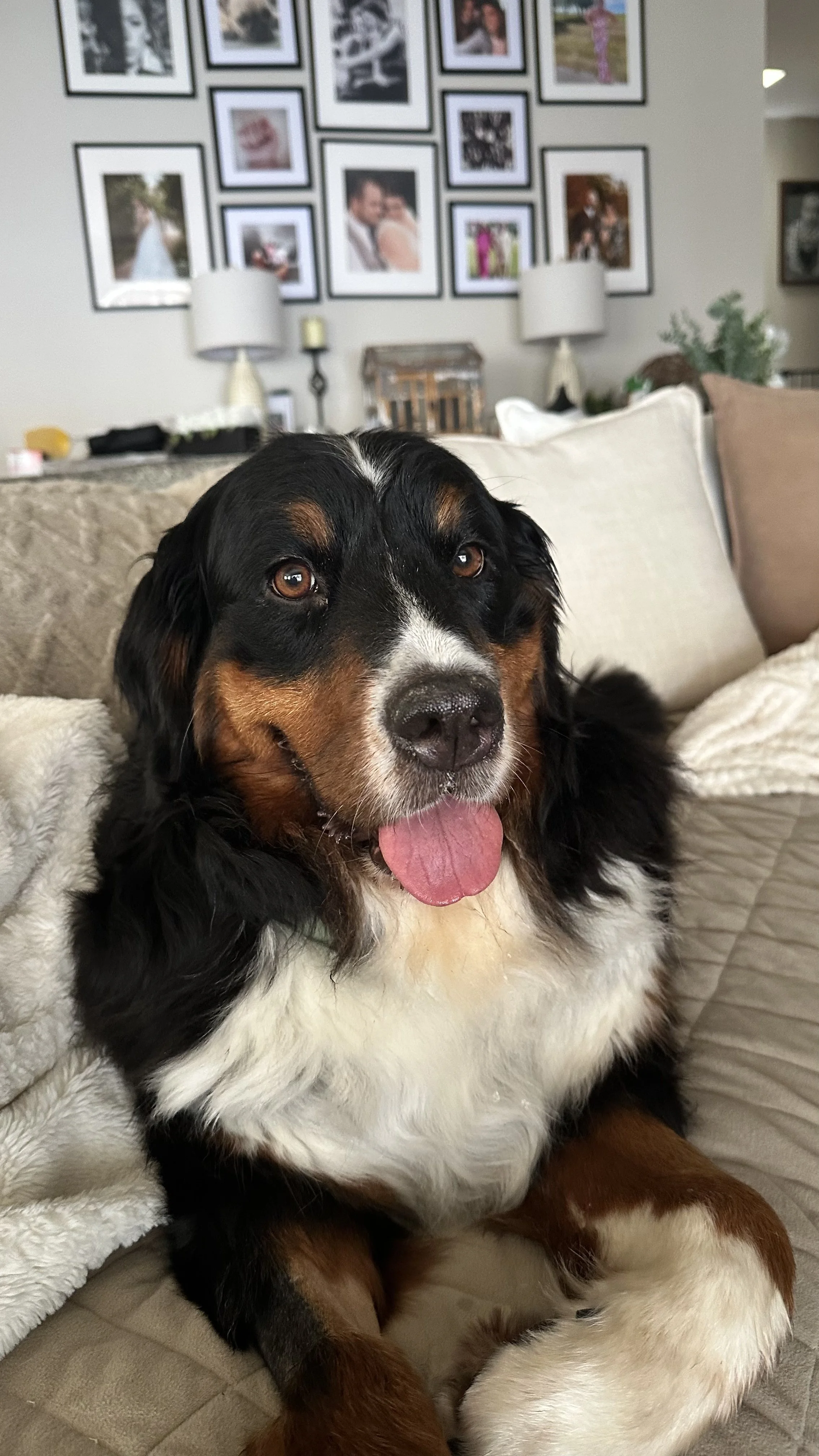 Adopt: Ella