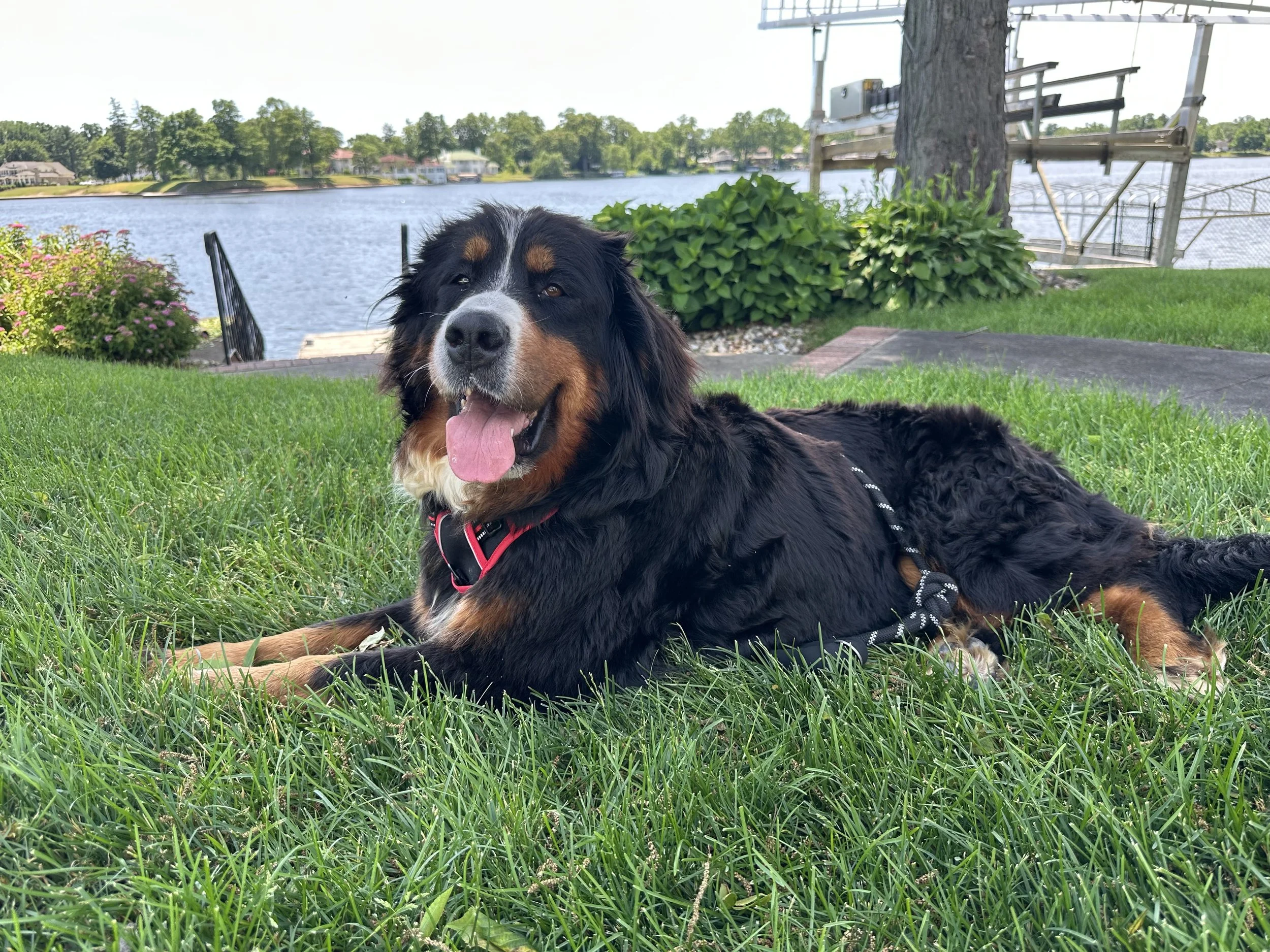 Adopt: Chela