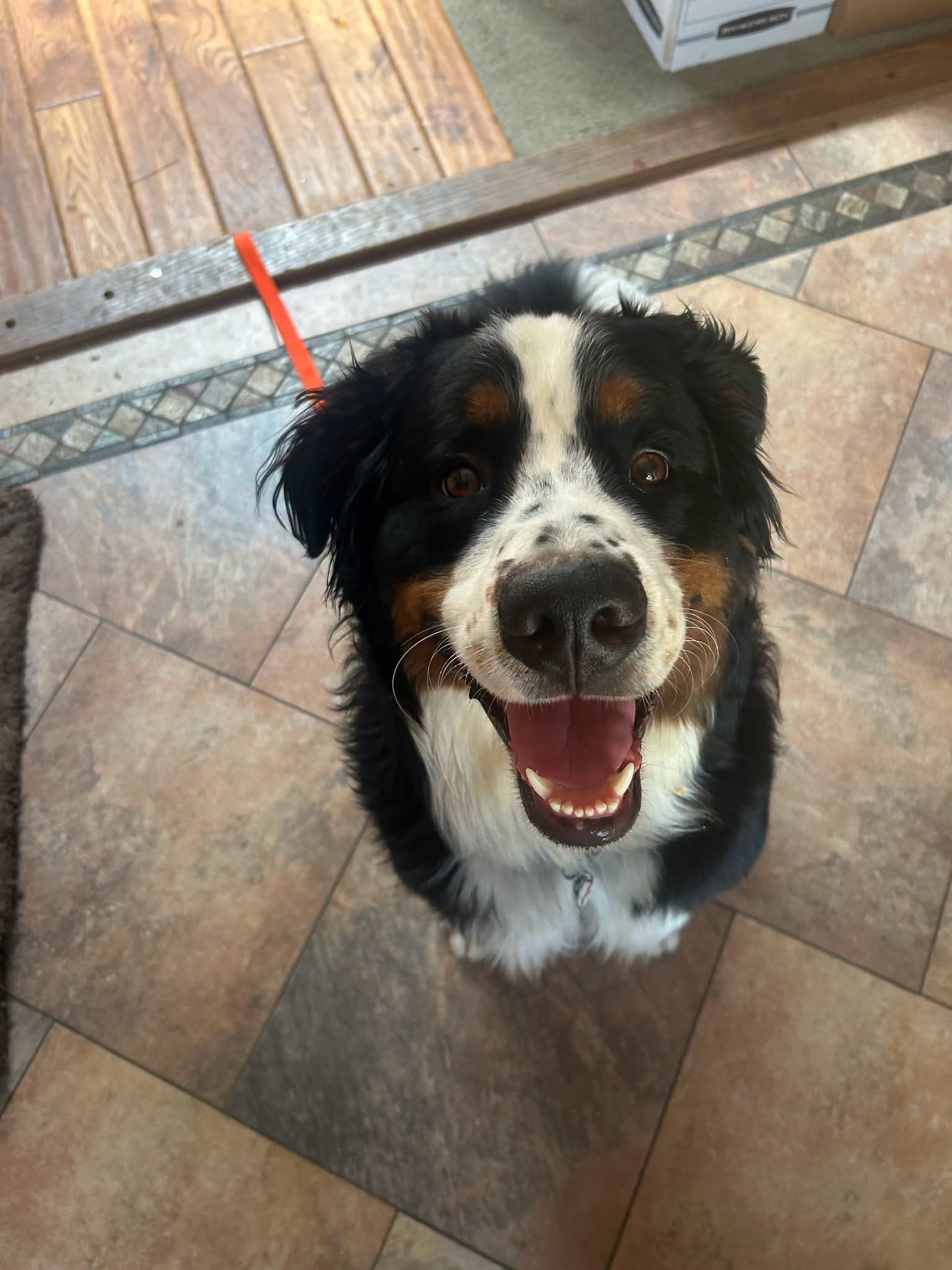 Adopt: Brutus
