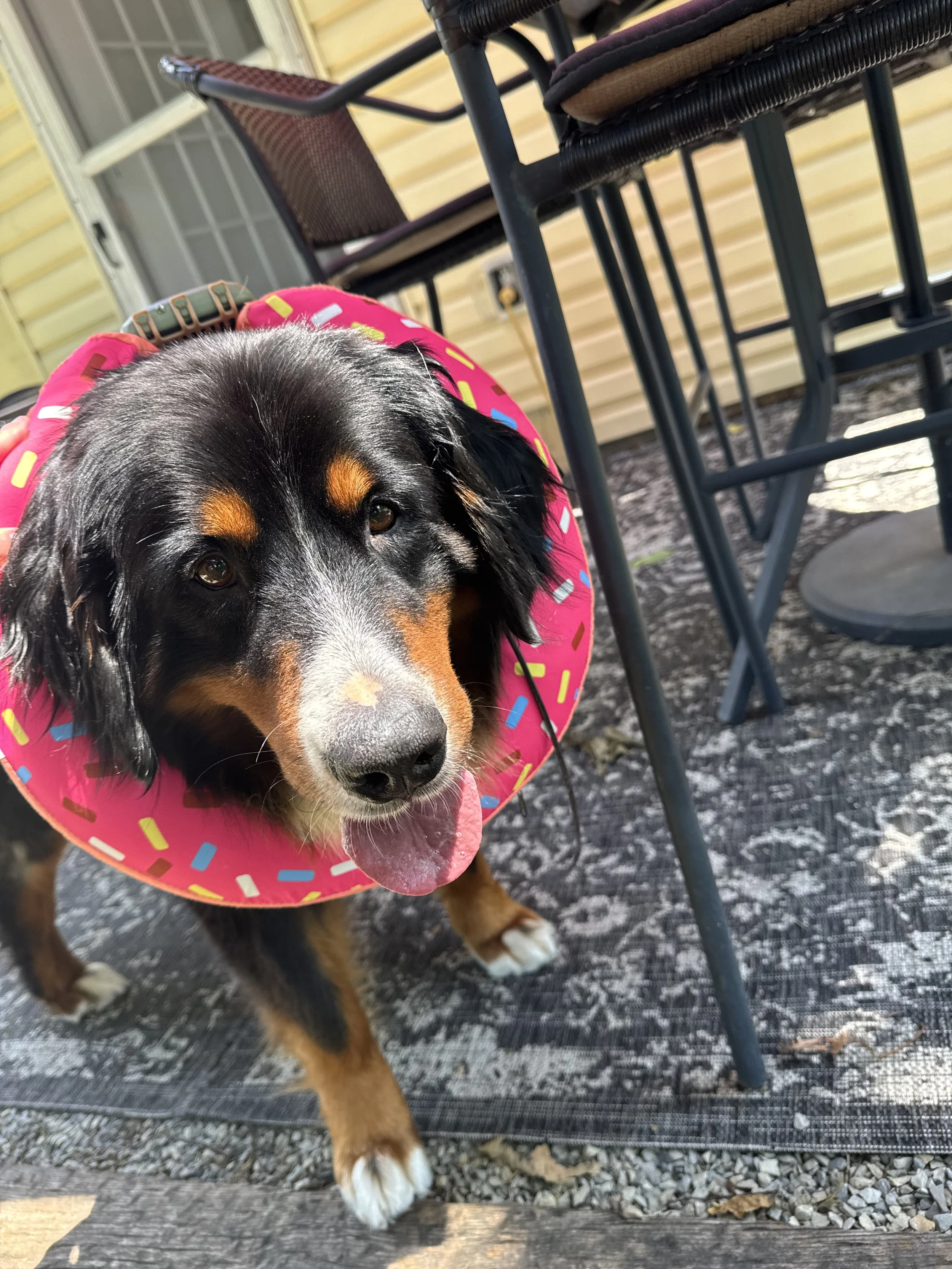Maisie in donut.jpeg