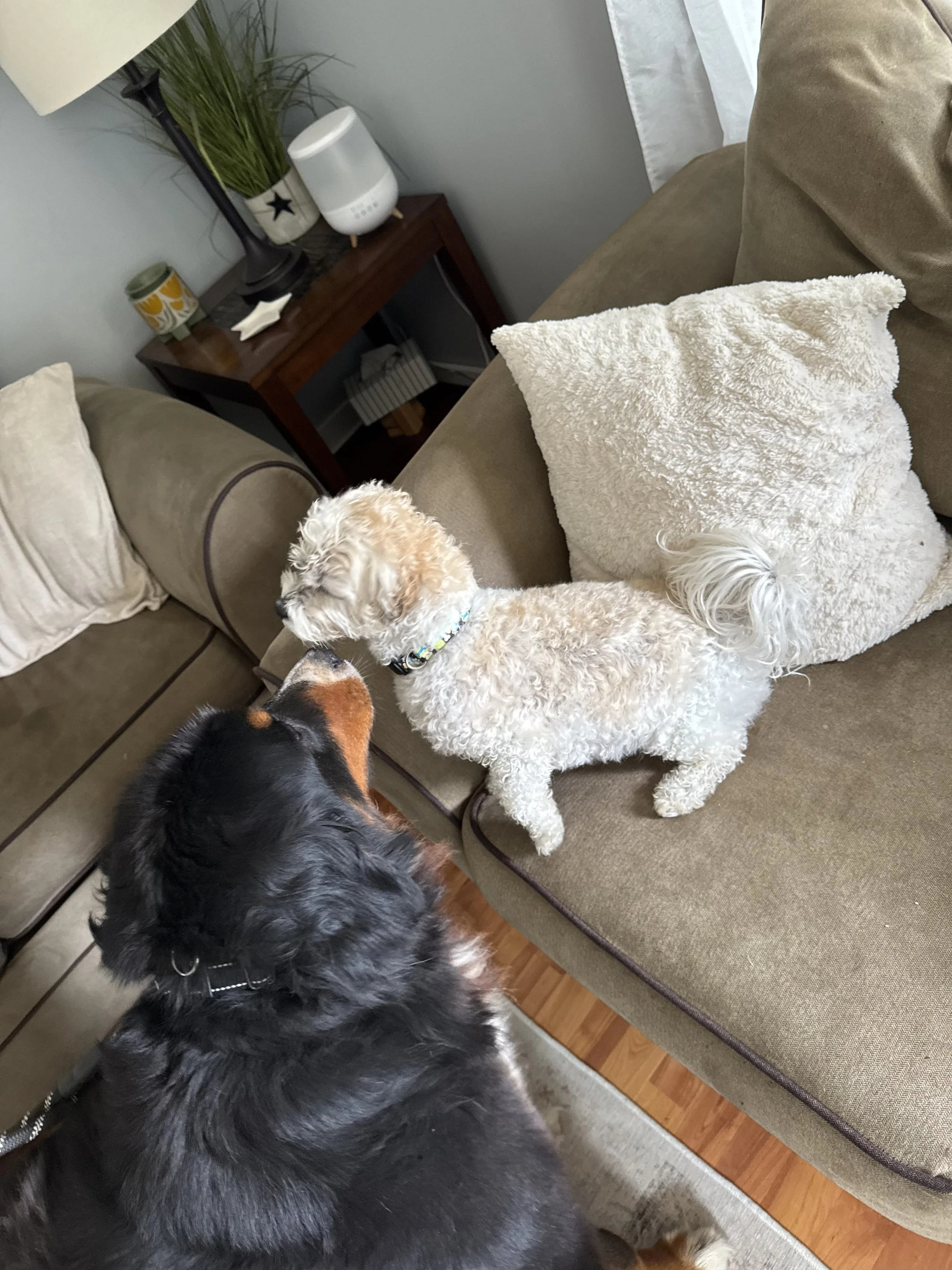 Maisie with dog friend.jpeg