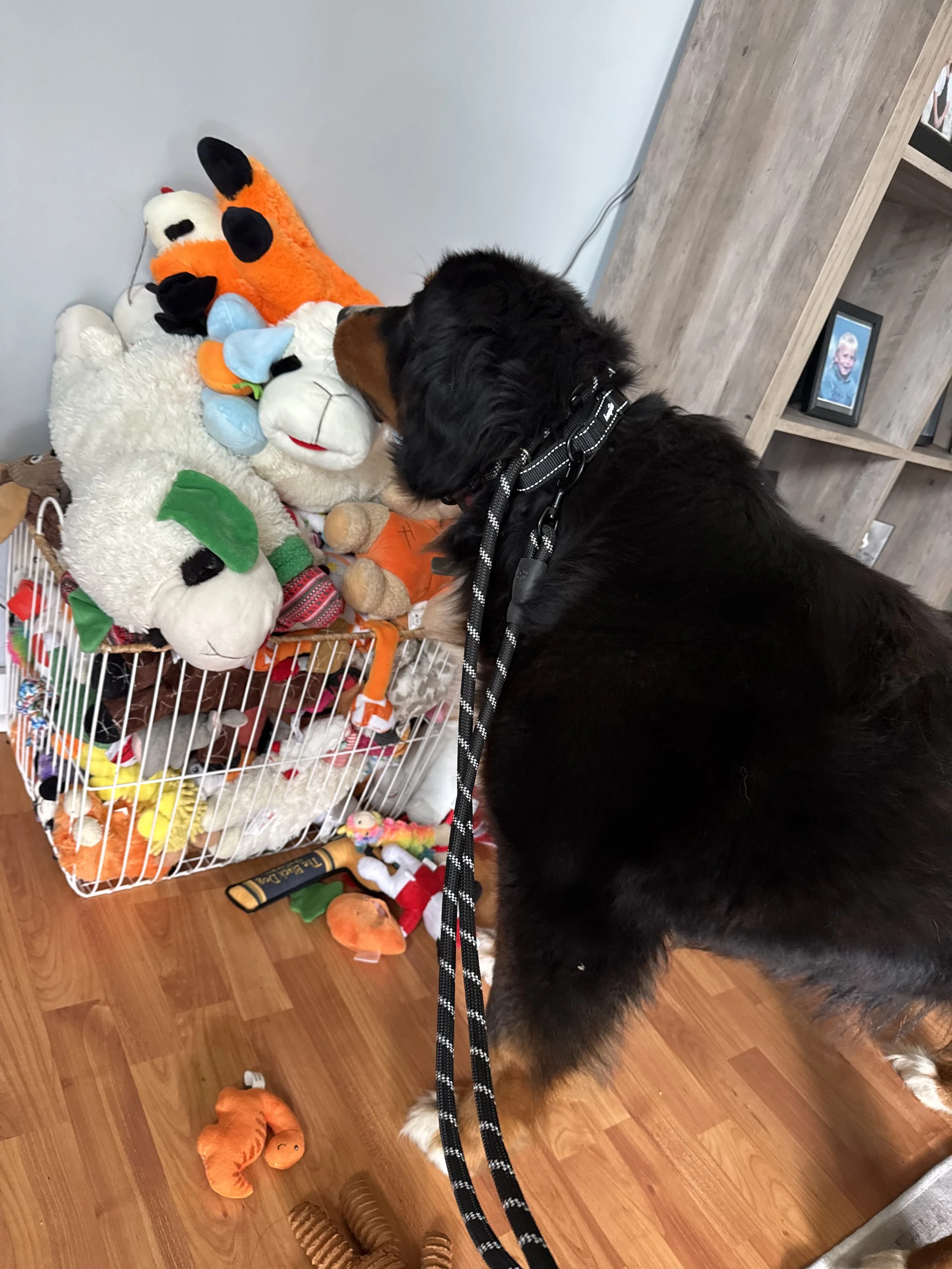 Maisie with dog toys.jpeg
