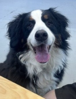 Adopt: Emma