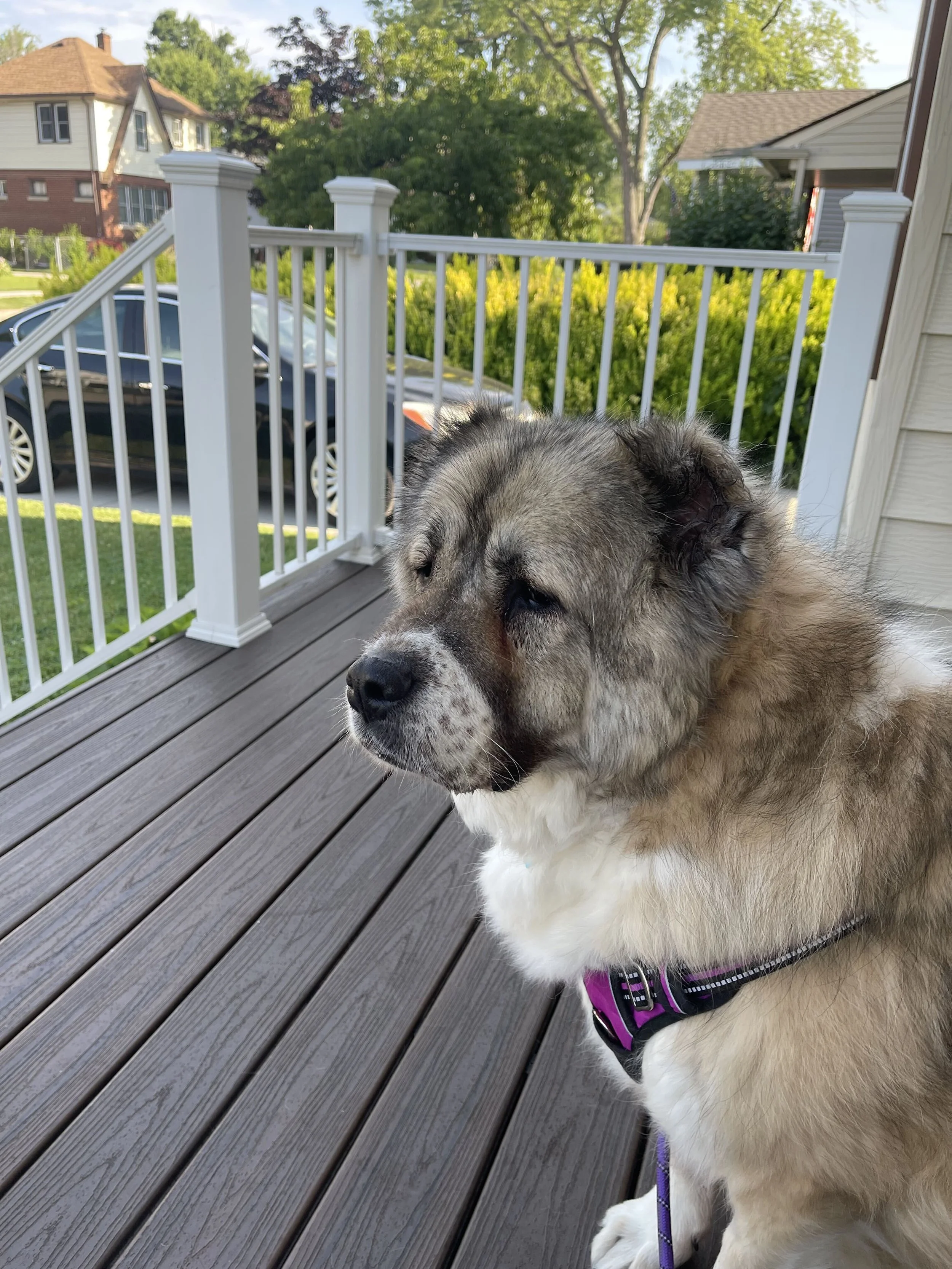 Adopt: Nora