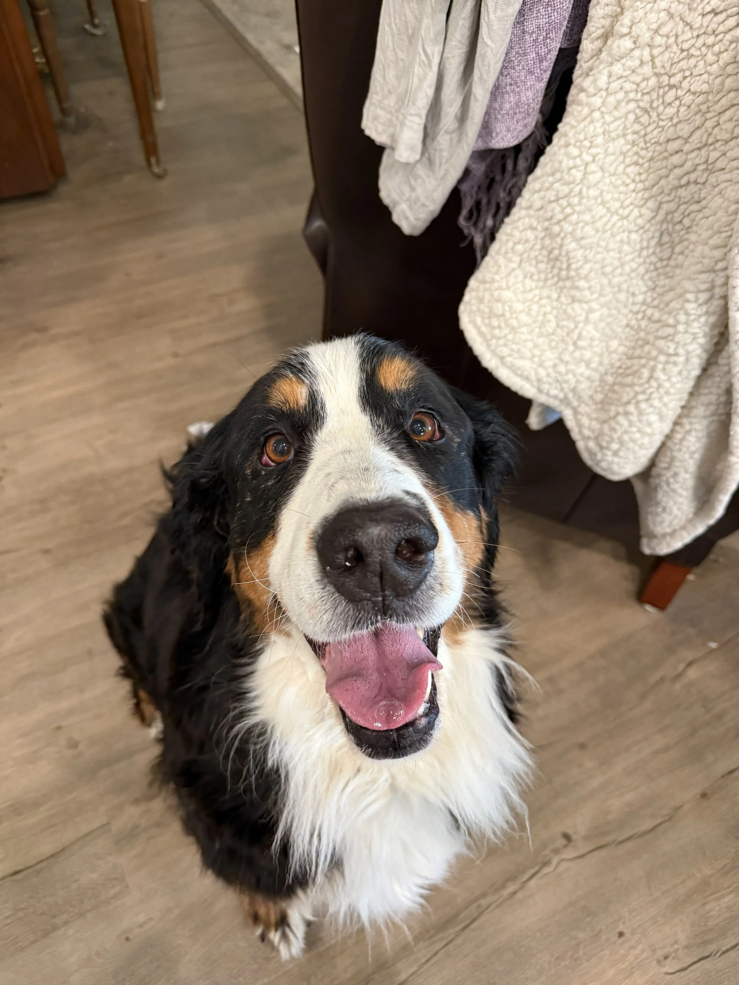 Adopt: Isabella