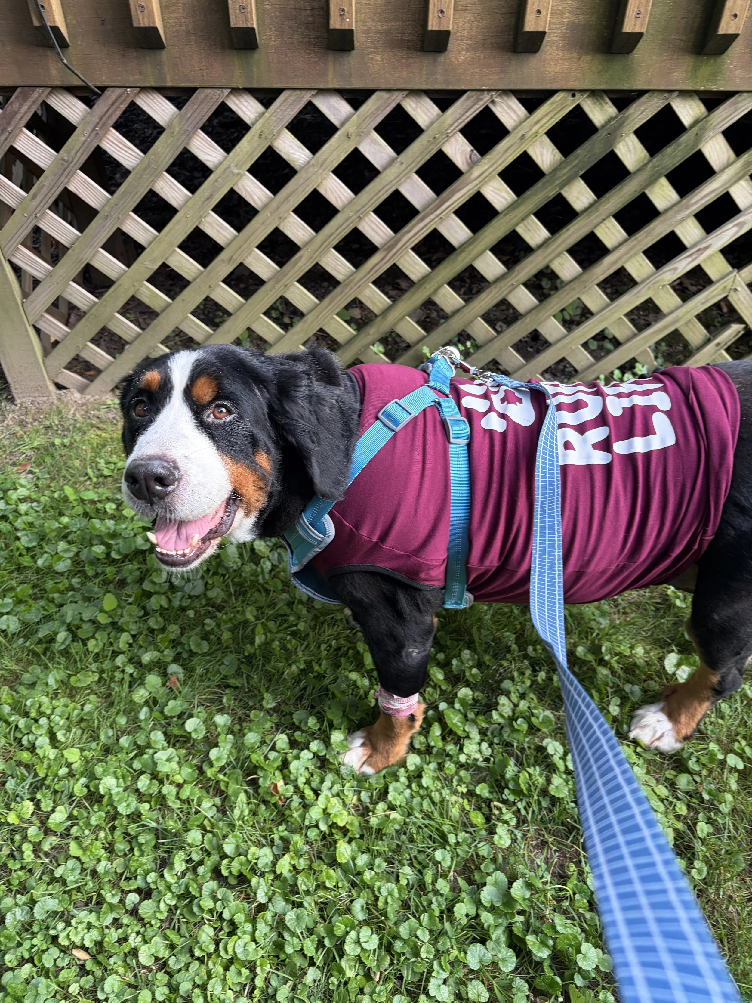 Adopt: Reese