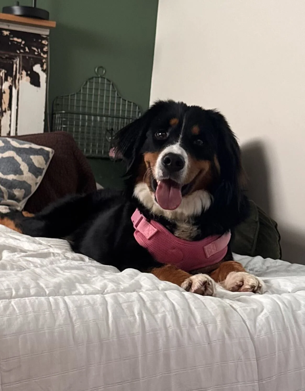 Adopt: Molly