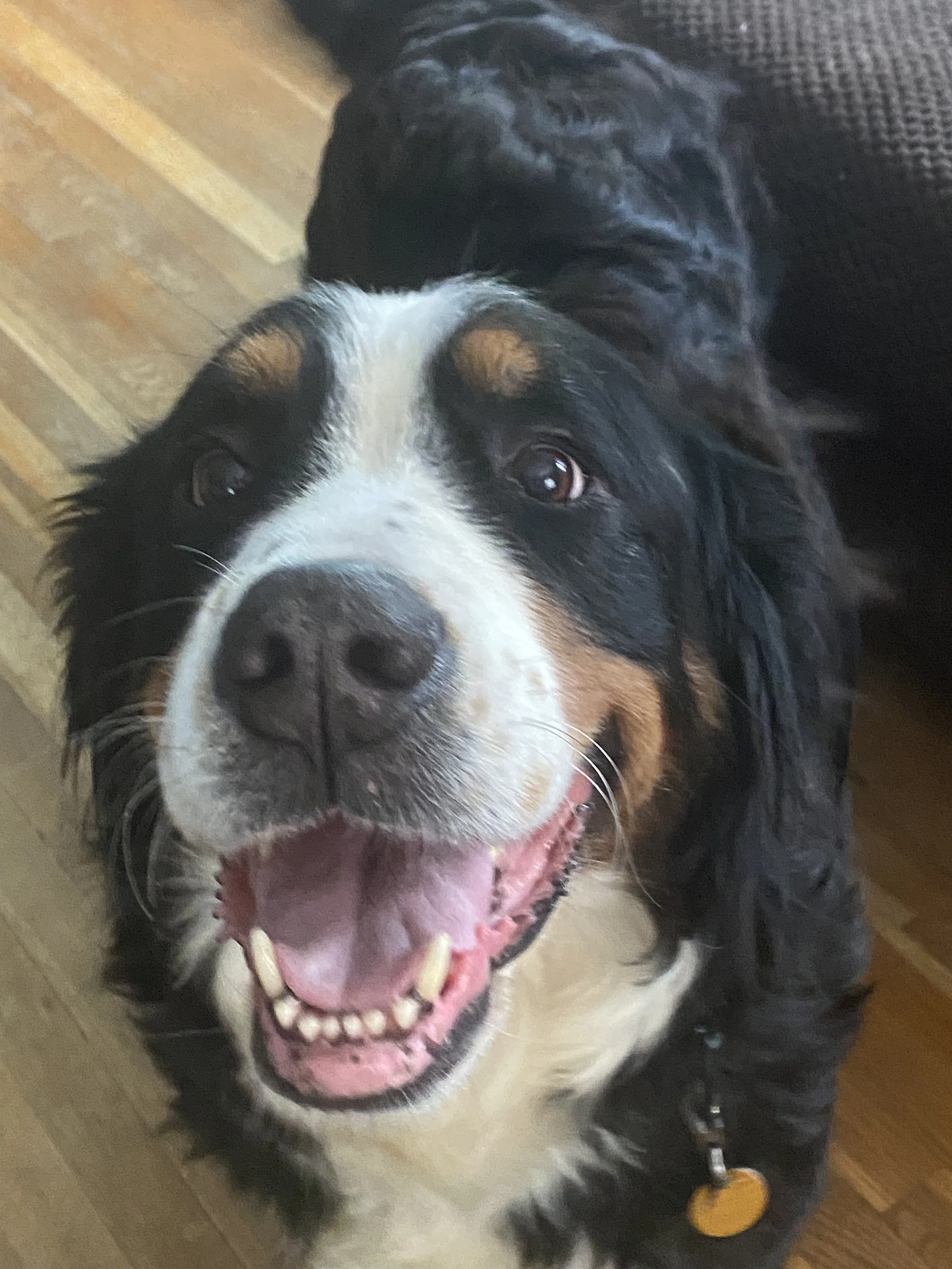 Adopt: Cheyenne