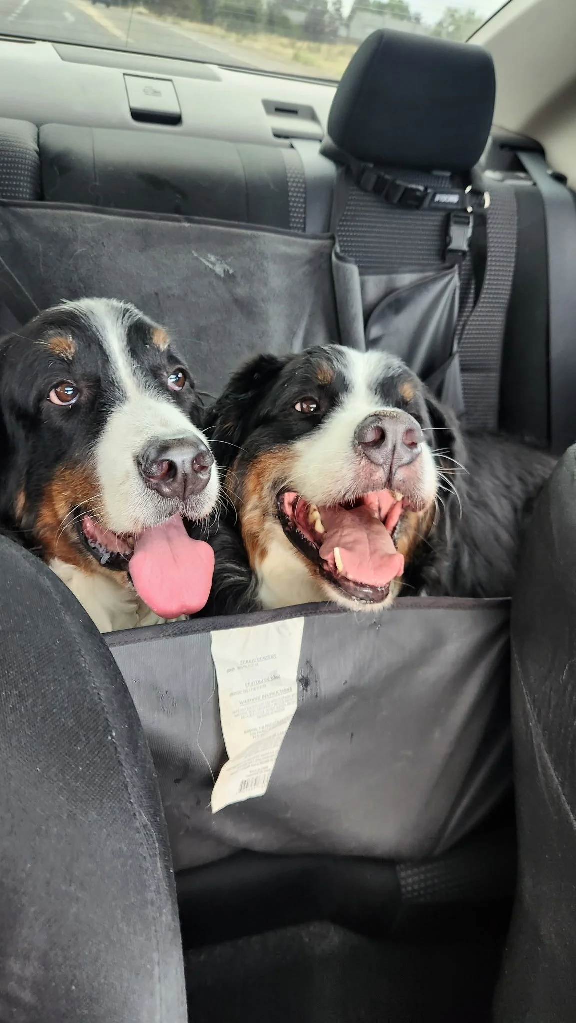 Adopt: Jasper &amp; Kona