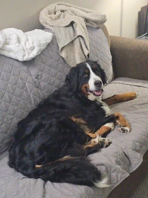 Adopt: Arie