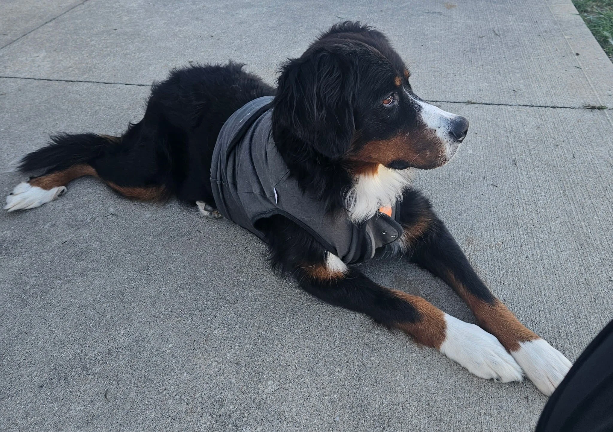 Adopt: Zoey