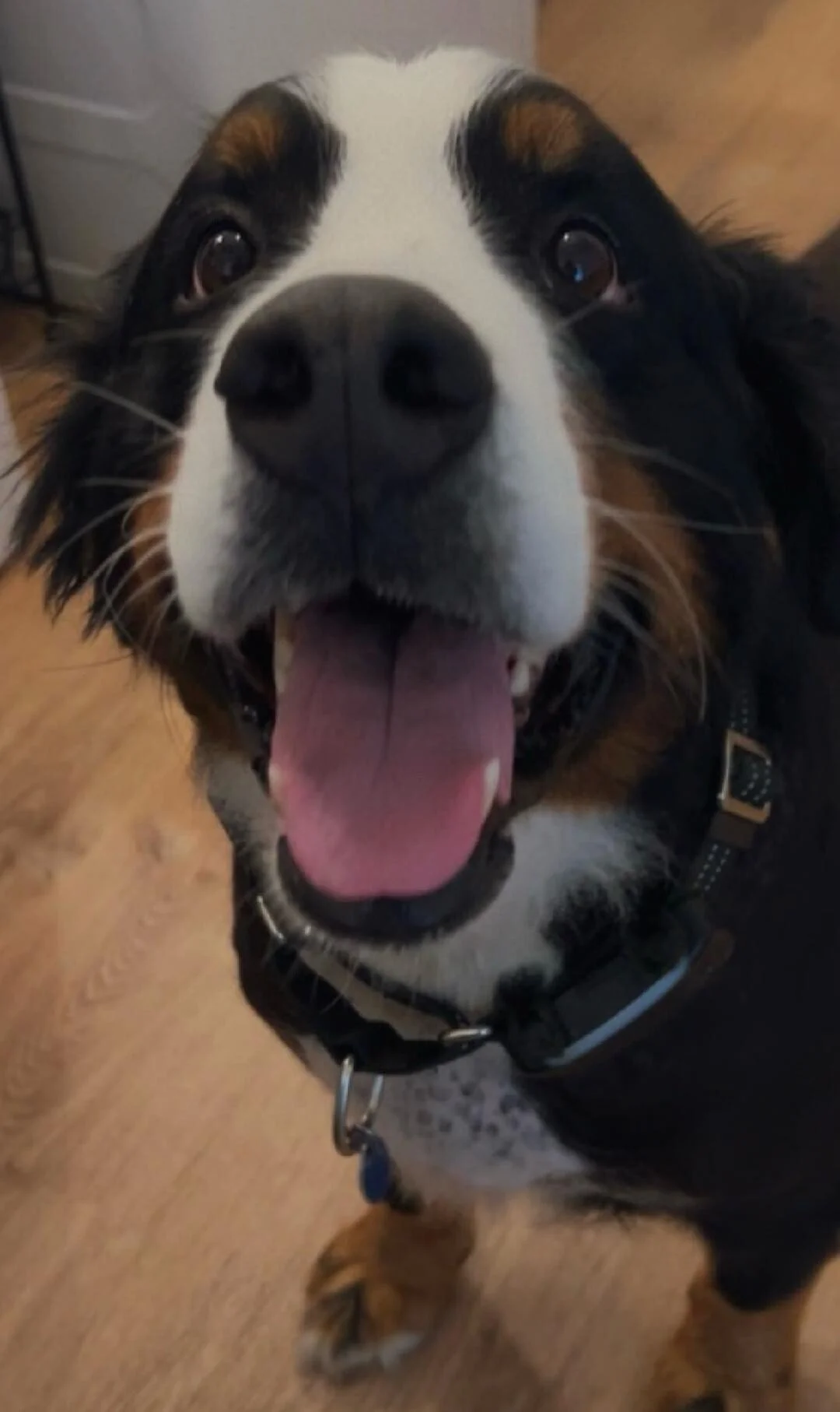 Jewel Happy.jpg