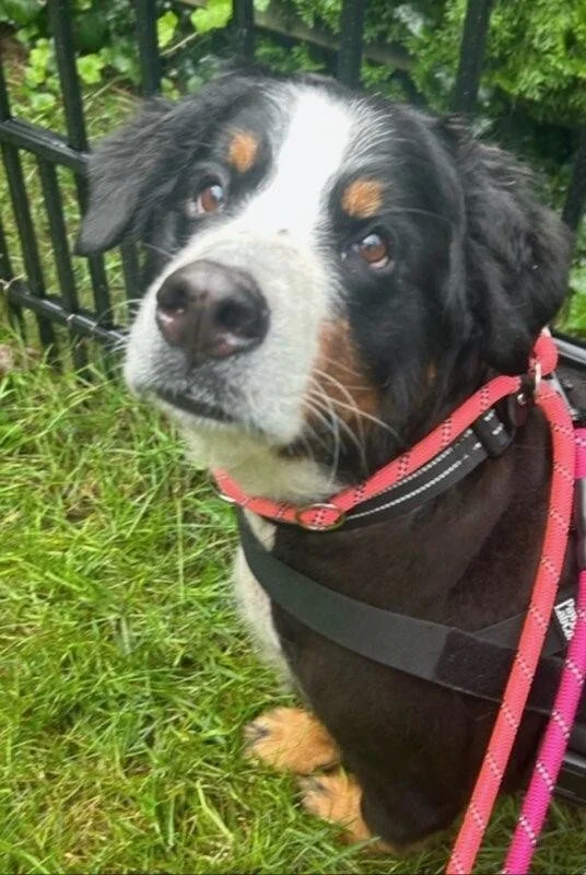 Jewel on walk.jpg