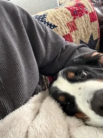 Jewel Snuggly.jpg