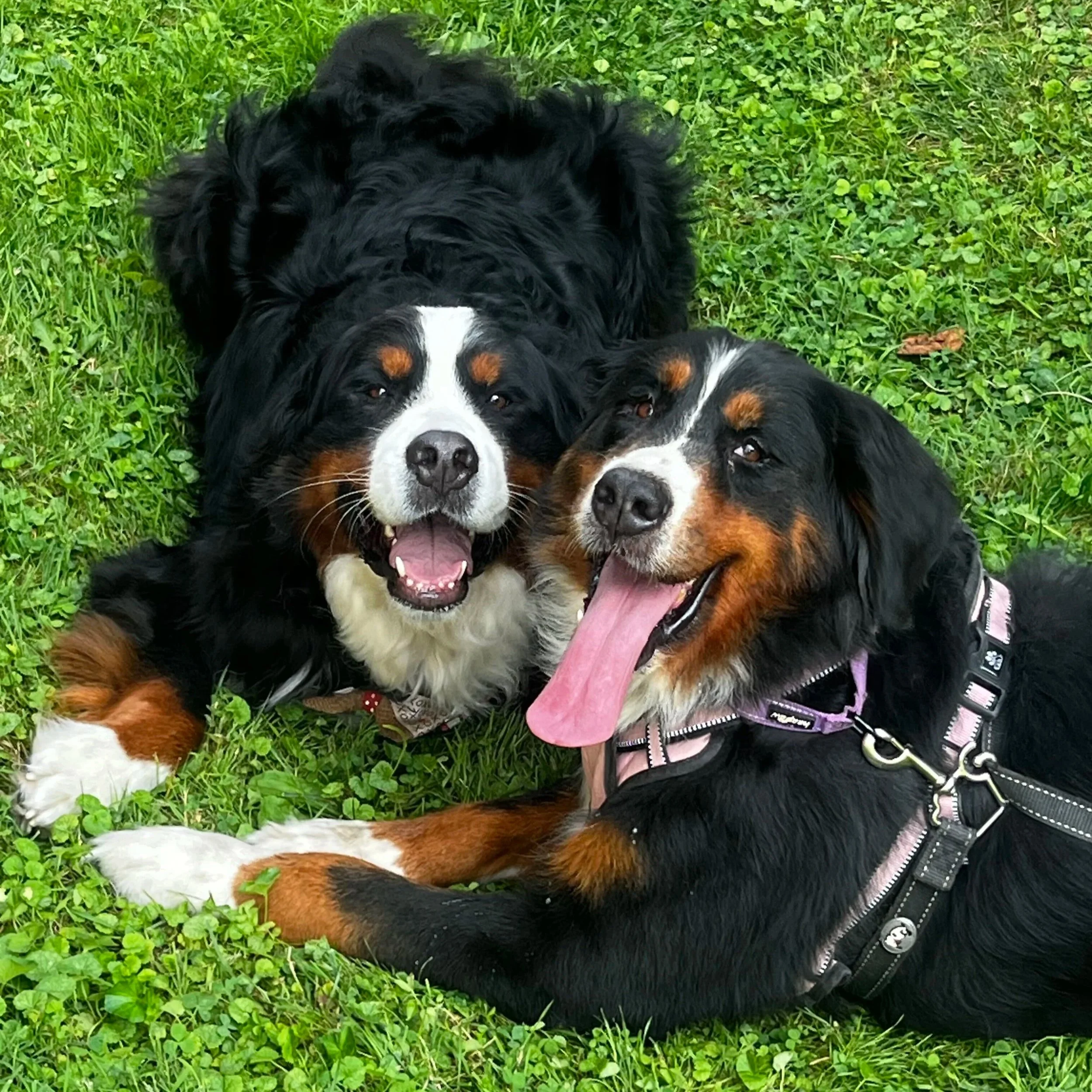 Adopt: Ayita