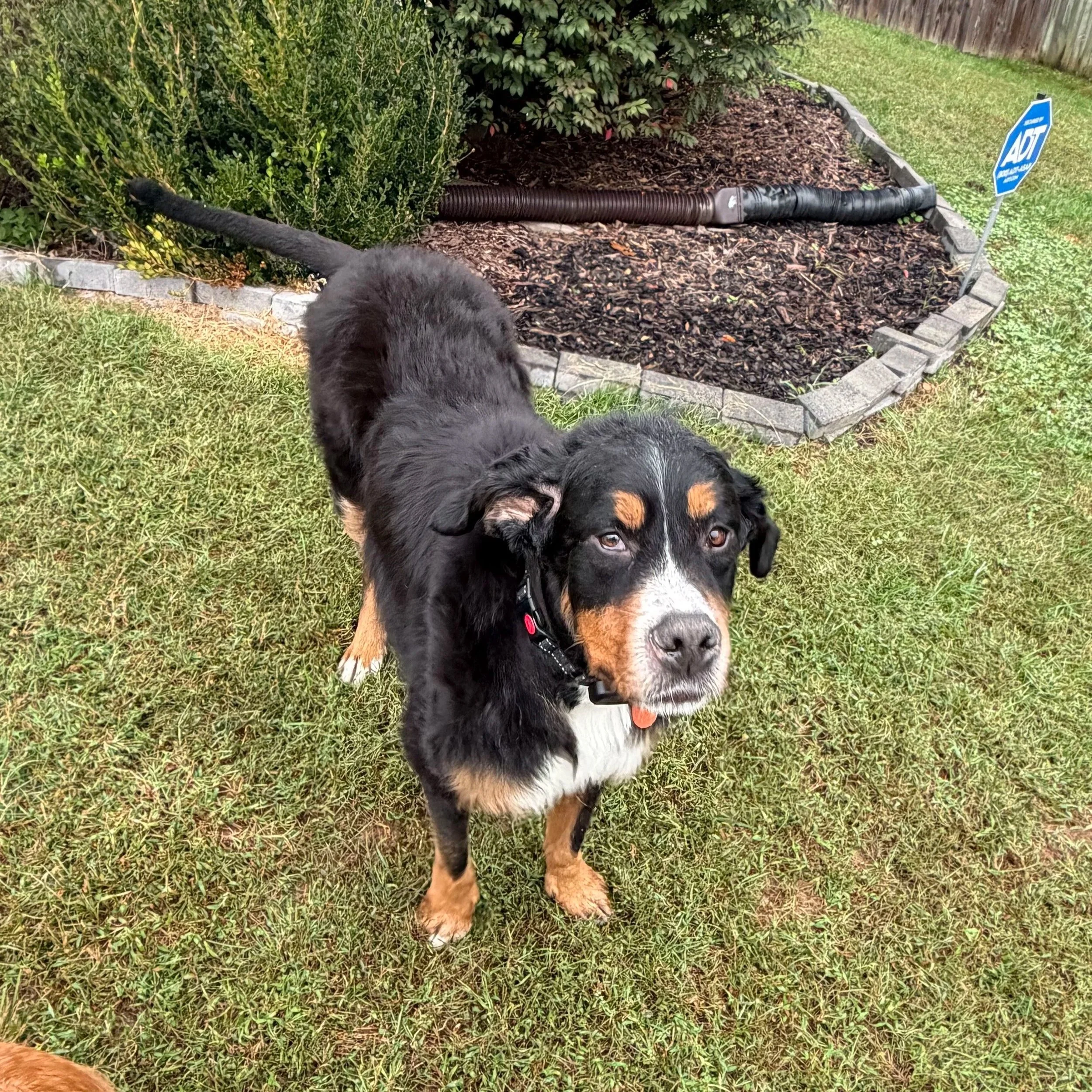 Adopt: John Wayne