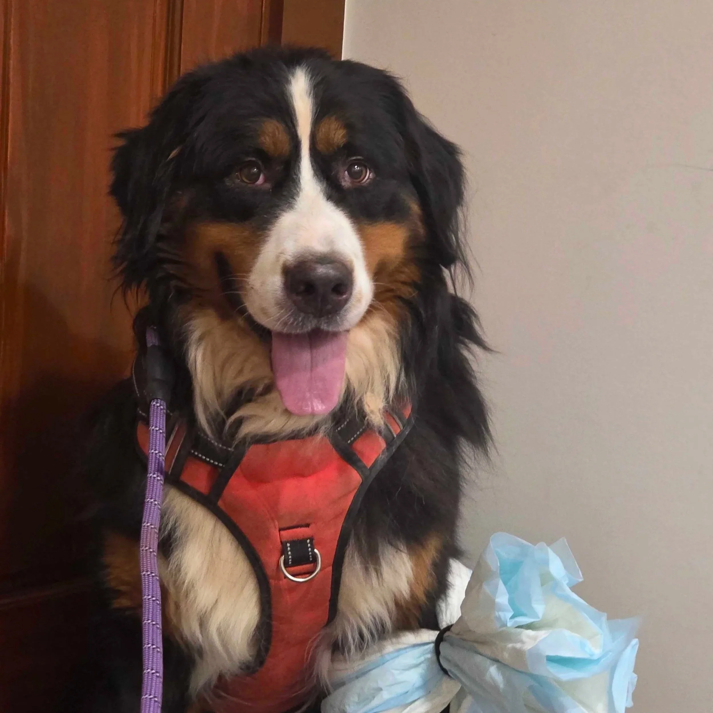 Adopt: June