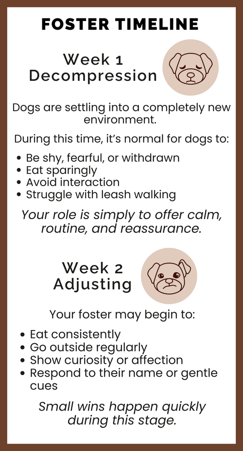 Foster a Bernese Mountain Dog | Become a Foster Home | NBMDRN ...