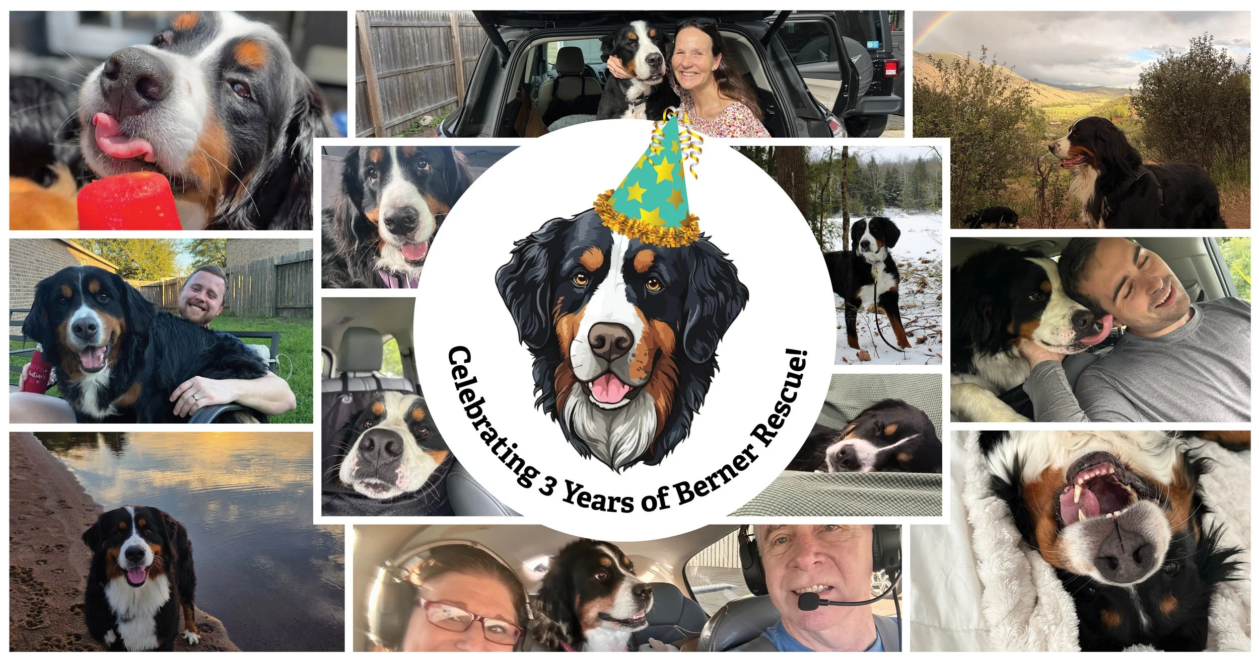 photo collage of bernese mountain dogs and volunteers