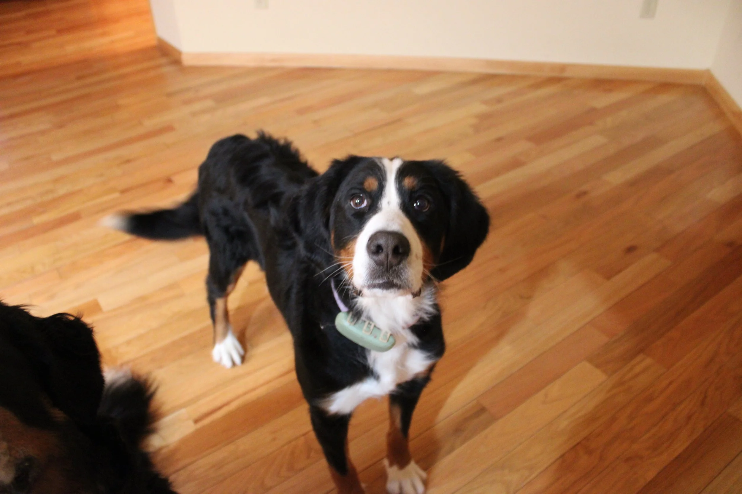 National Bernese Mountain Dog Rescue Network