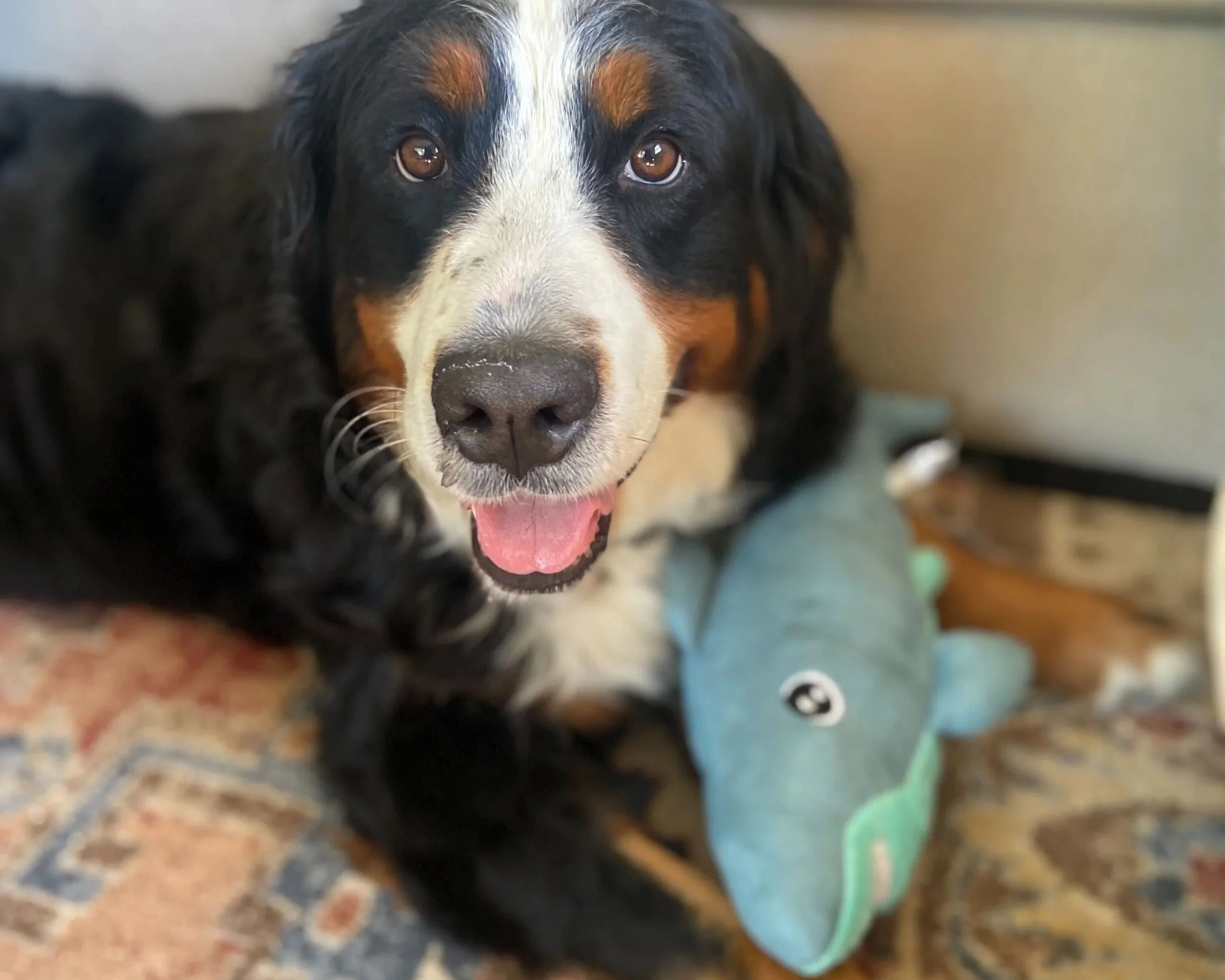 Bernese Mountain Dog holding a shark dog toy