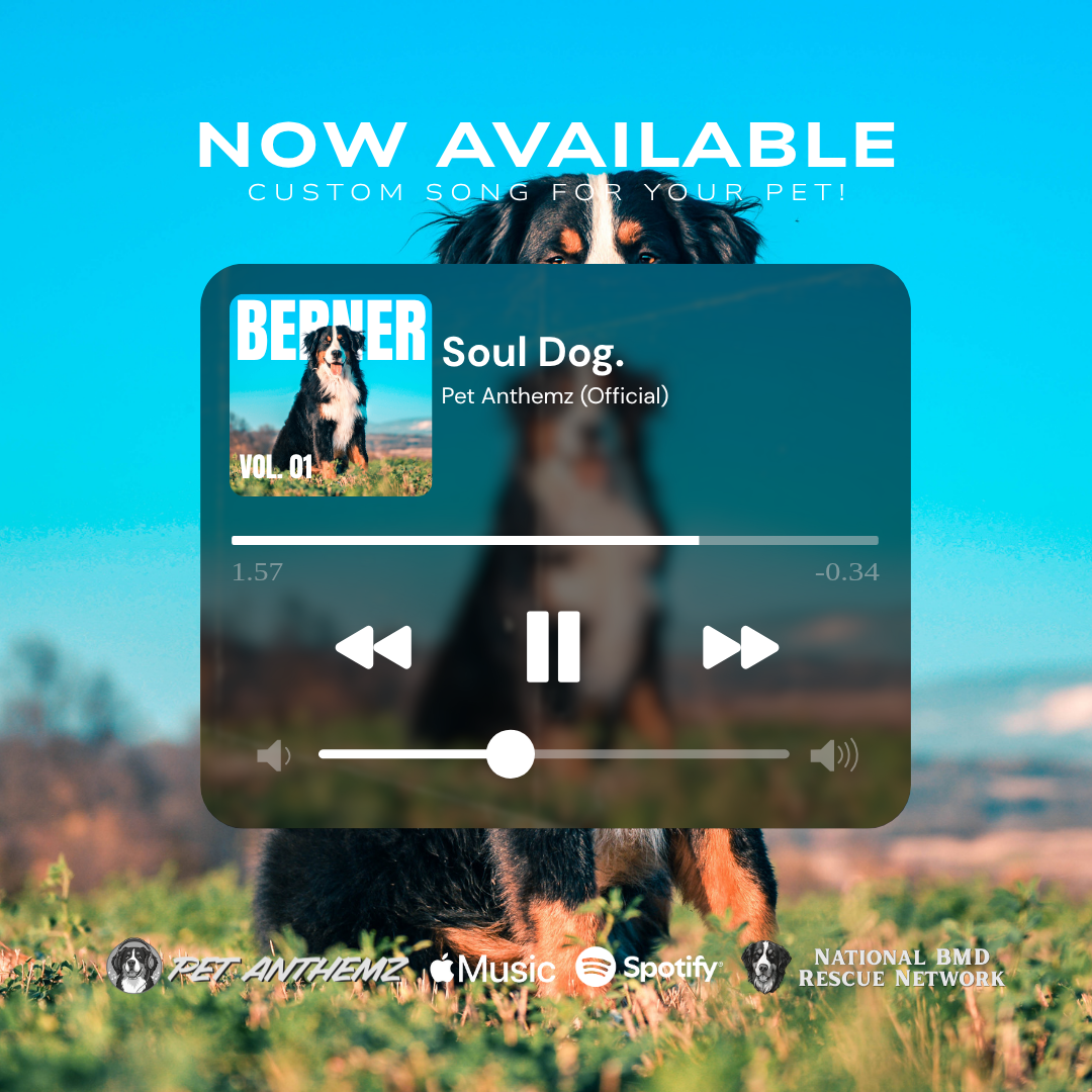 photo of a bernese mountain dog with an image of an iPod music soundtrack