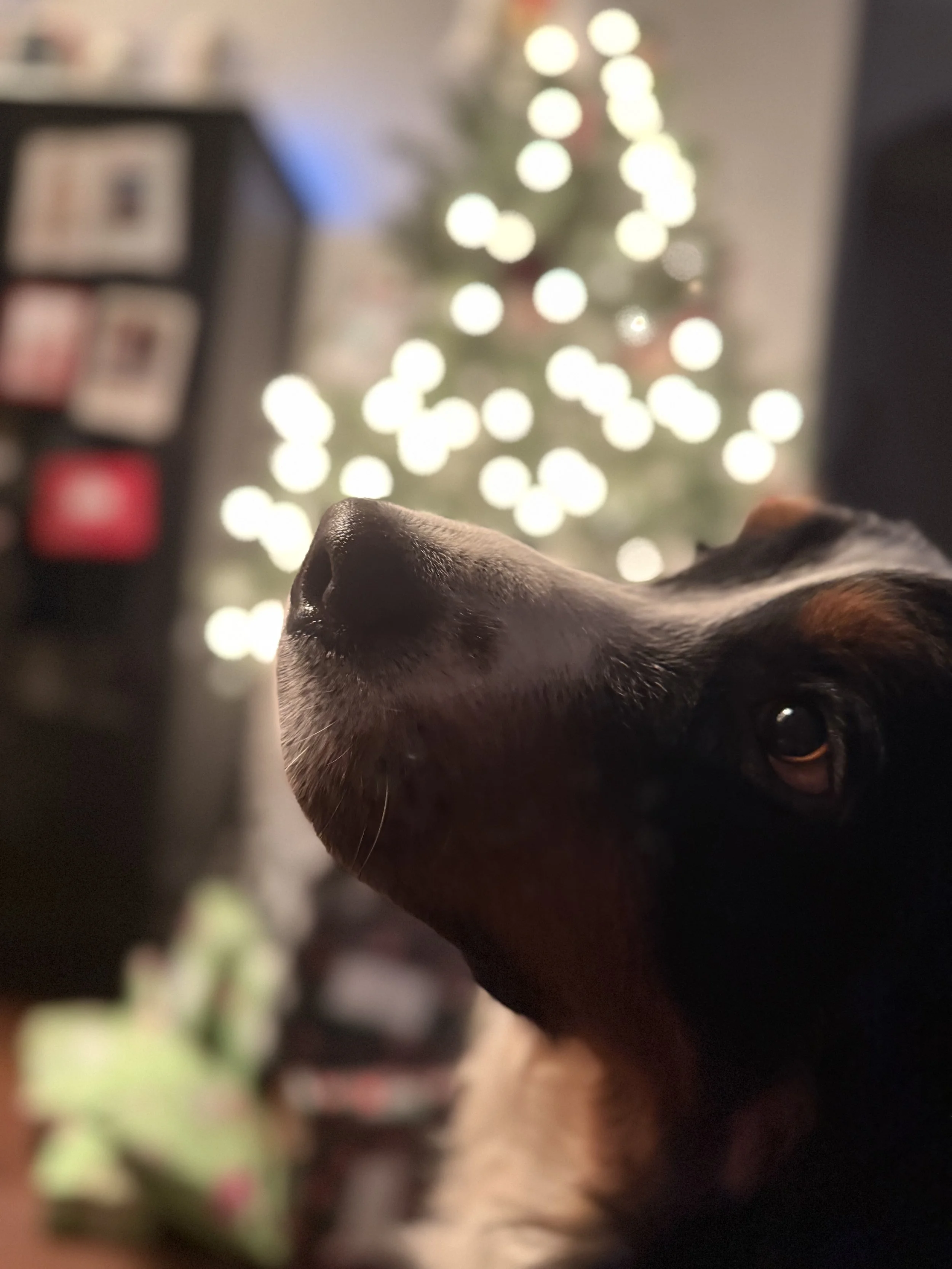 Christmas in July — Wish List Campaign