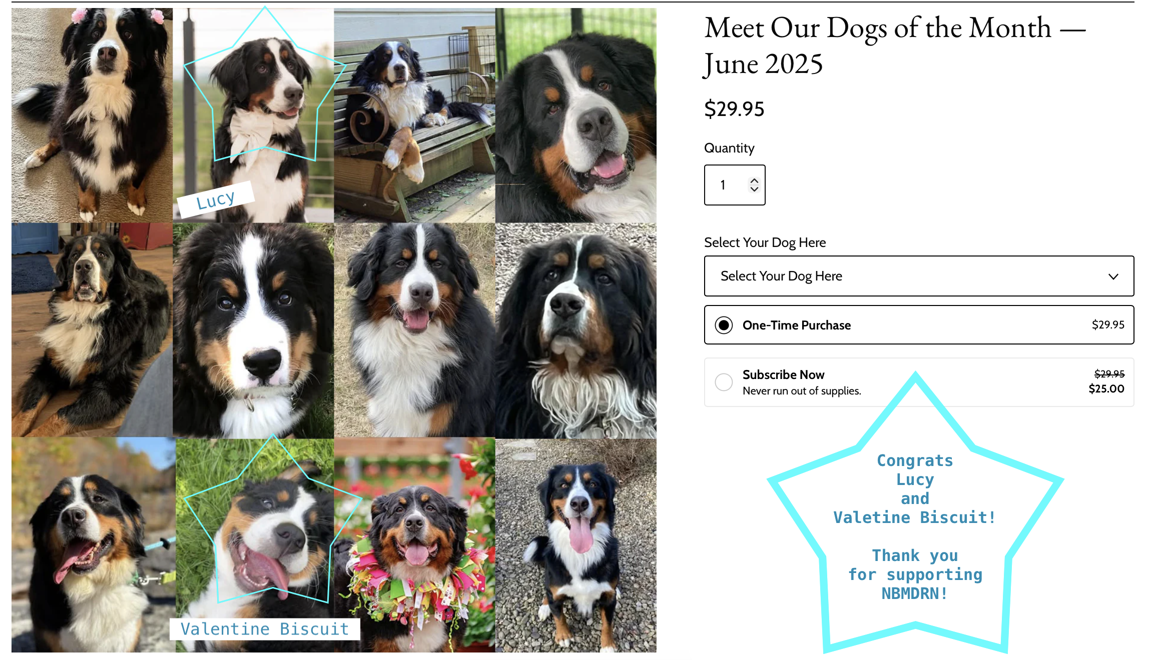 Collage of Bernese Mountain Dogs that support treat purchases