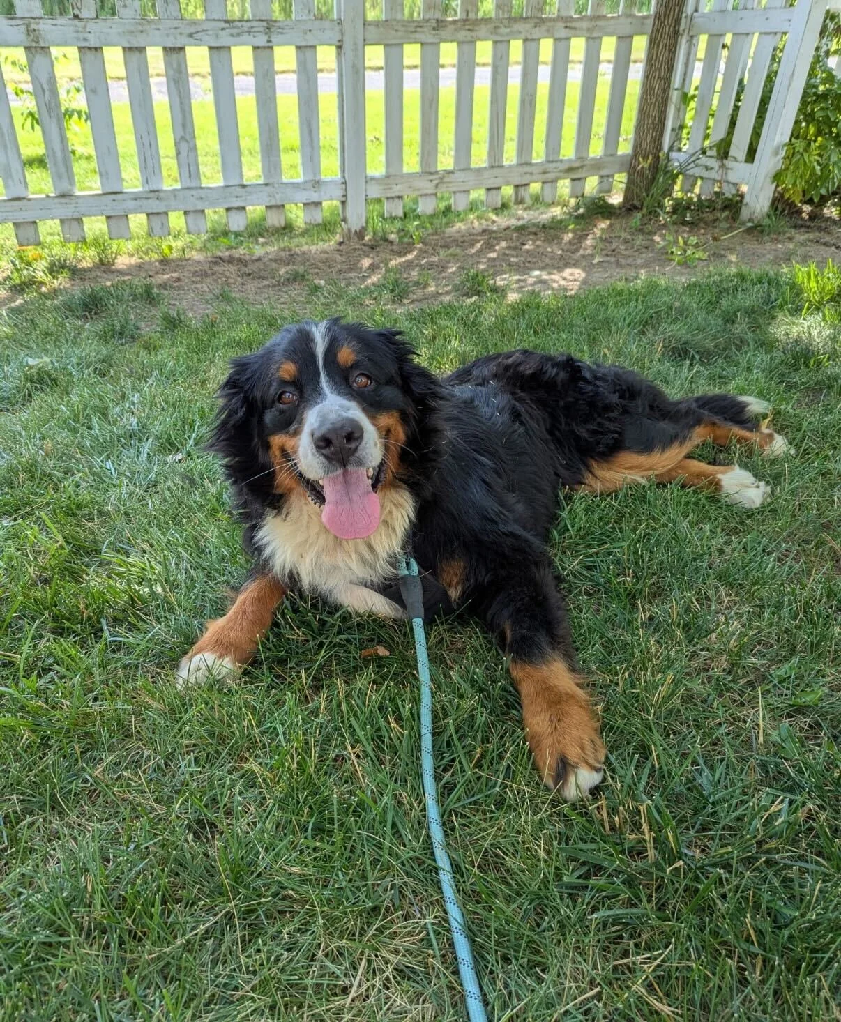 Adopt Bernese Mountain Dog: Your Loyal Family Companion