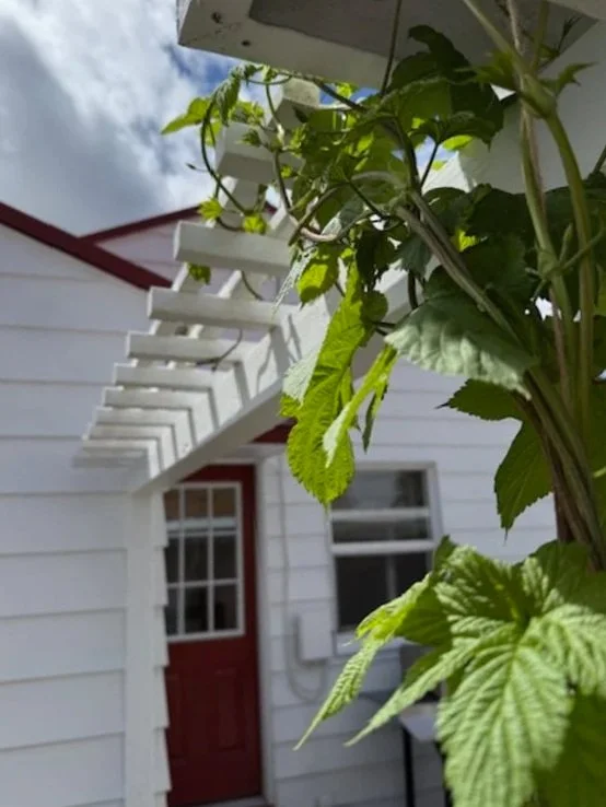 White house entrance with red door, overgrown with green climbing vines on a wooden trellis under cloudy sky.