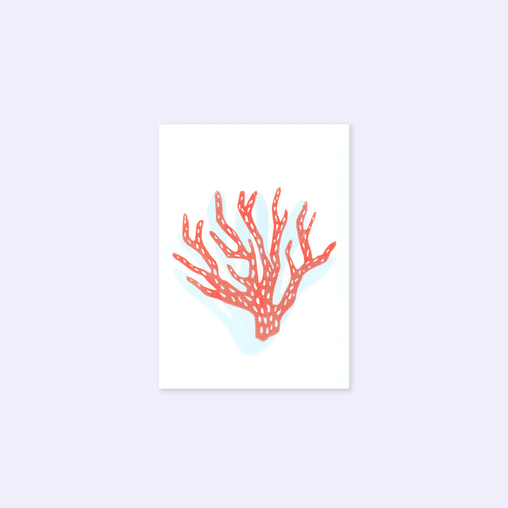 corail_fond_gris.jpg