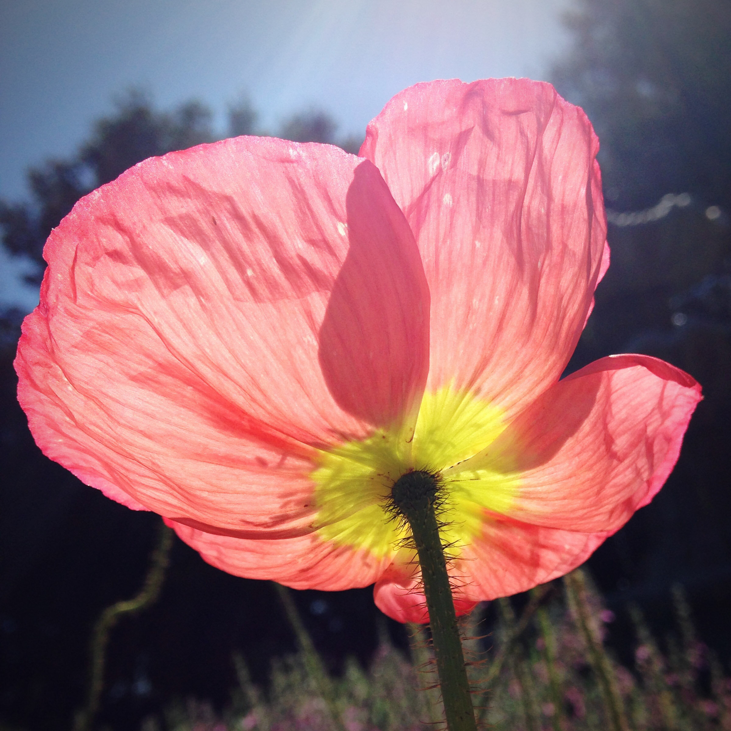 Yoga and Healing: A Christian Perspective