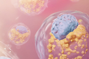Embryo Models — About Stem Cells
