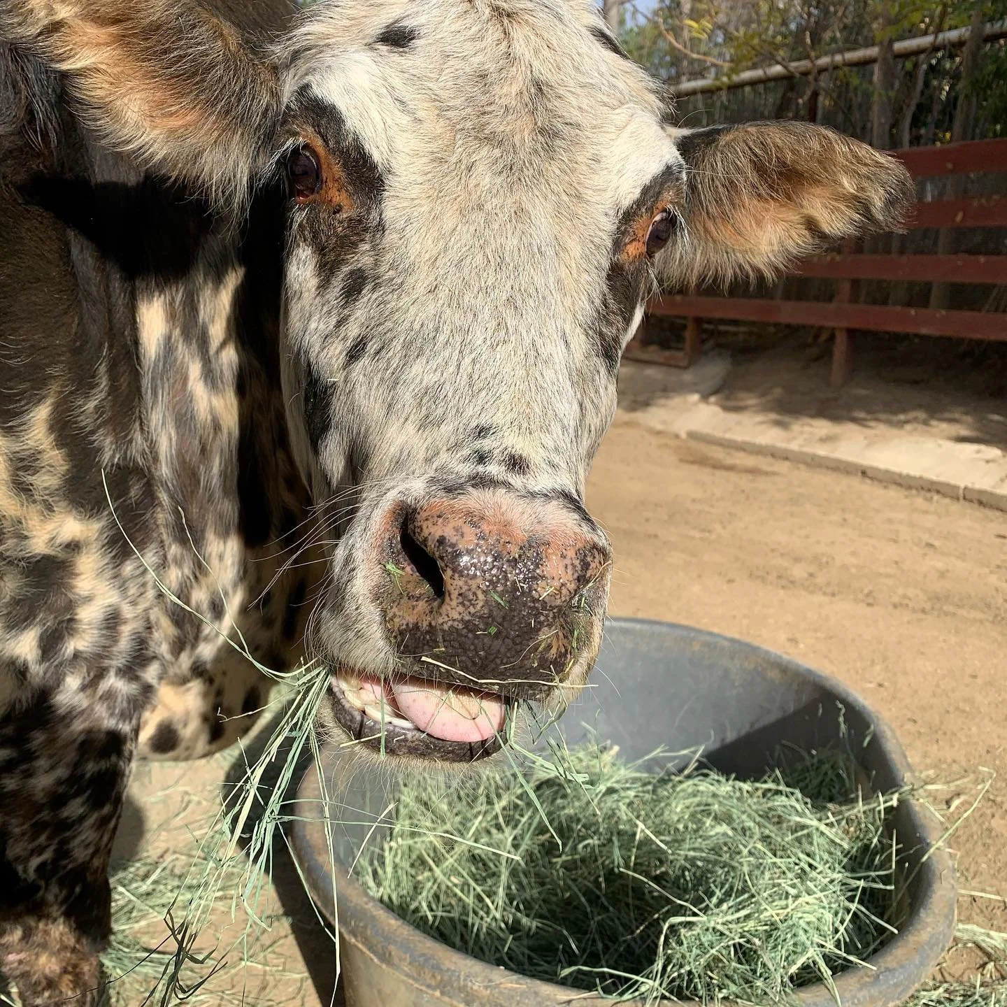 Cow at the WHPS Science and Nature Center