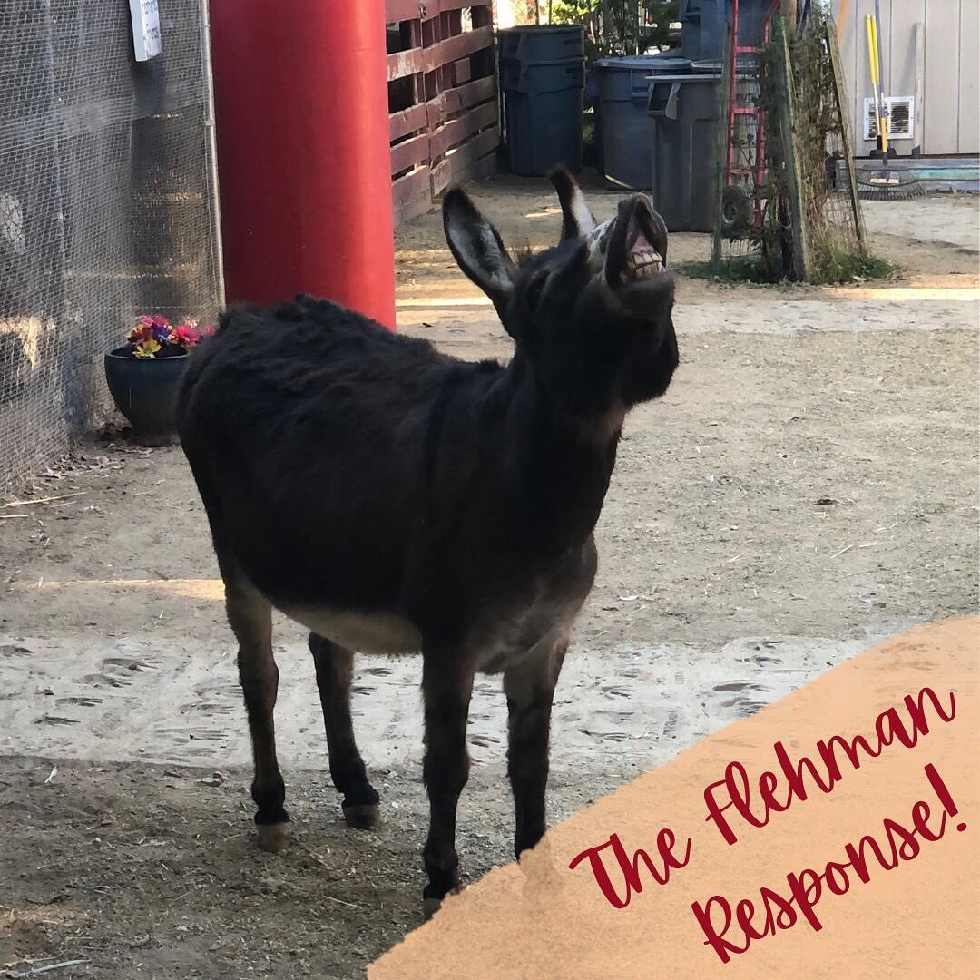 A Fun Fact for the middle of the week! Quito here is demonstrating the &ldquo;Flehman Response&rdquo;, something that animals do to be able to smell better! 🐽 Swipe to see some fun facts and examples!

#flehmanresponse #barnyard #funfact