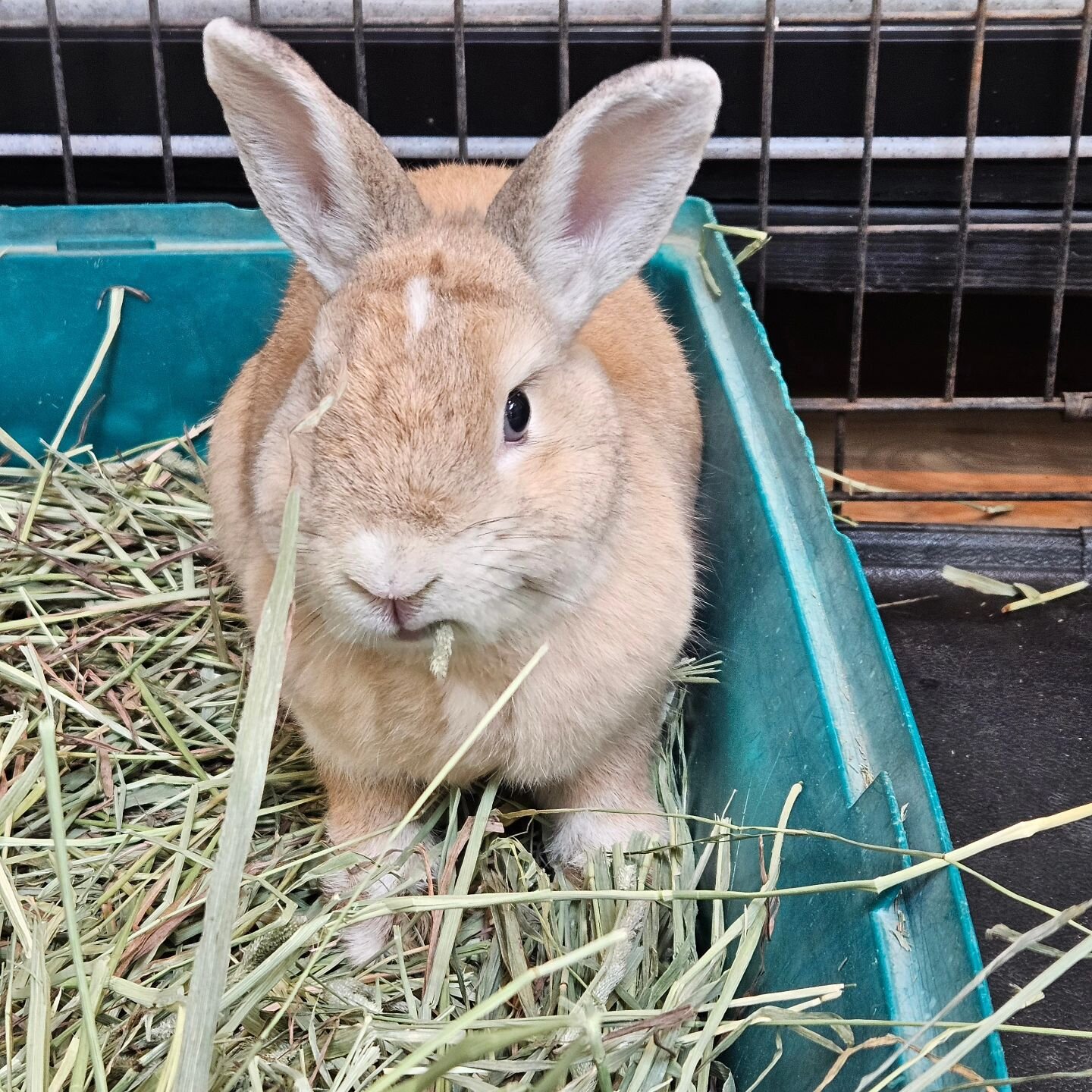 Some bunny came to visit the animals today! @whpschool