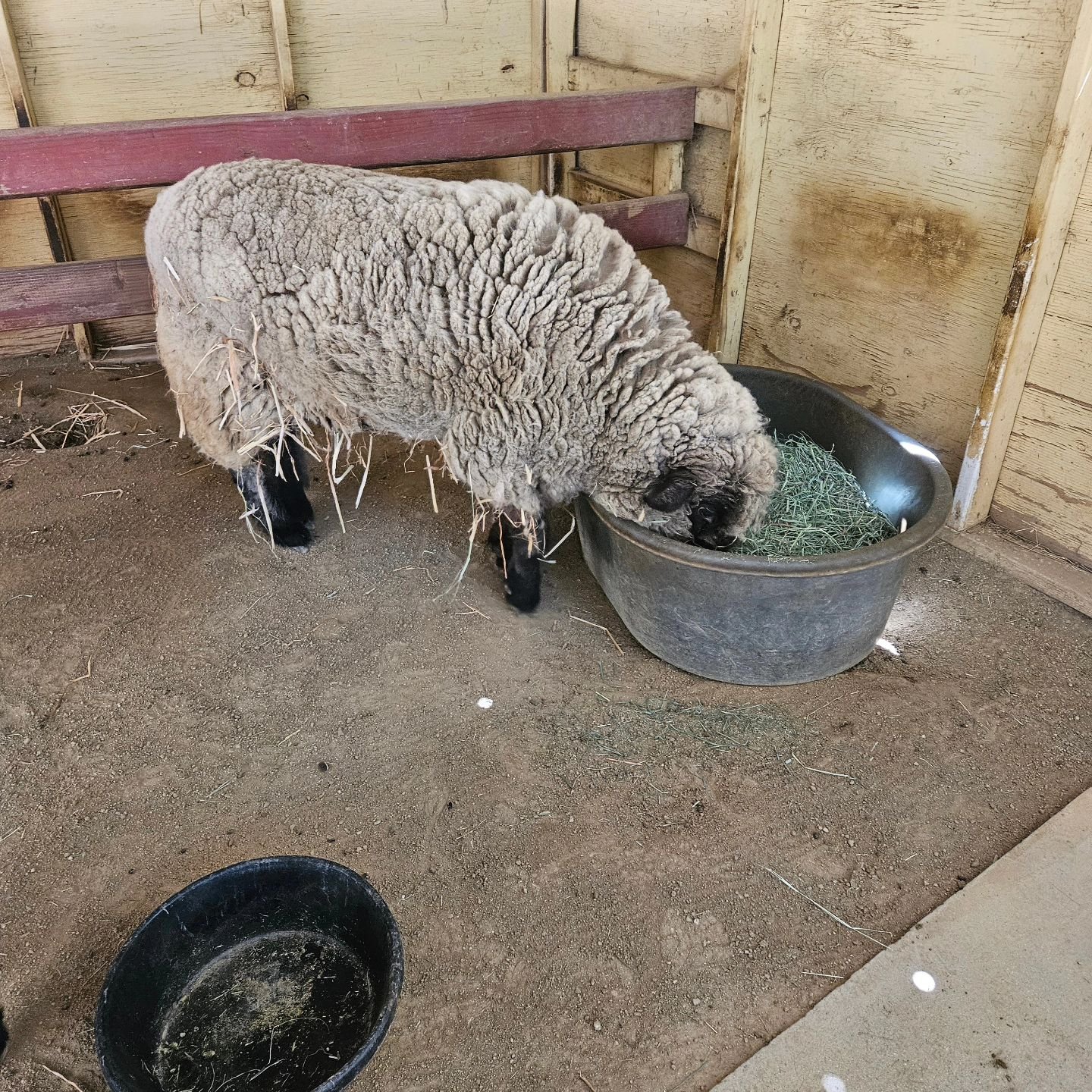 Sheep got sheared yesterday! Getting ready for that hot san fernando valley summer. @whpschool
