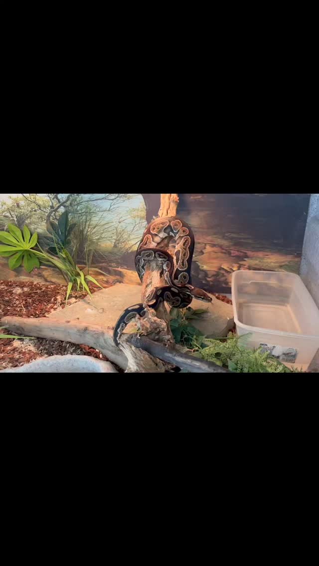 CAUTION!! This video might be too much for sensitive viewers. Today we are going to watch our ball python Hades eat a mouse. And a big thank you to @customcagesusa @customaquariums @visioncagesracks @adamsspecialtyproducts for making this possible by