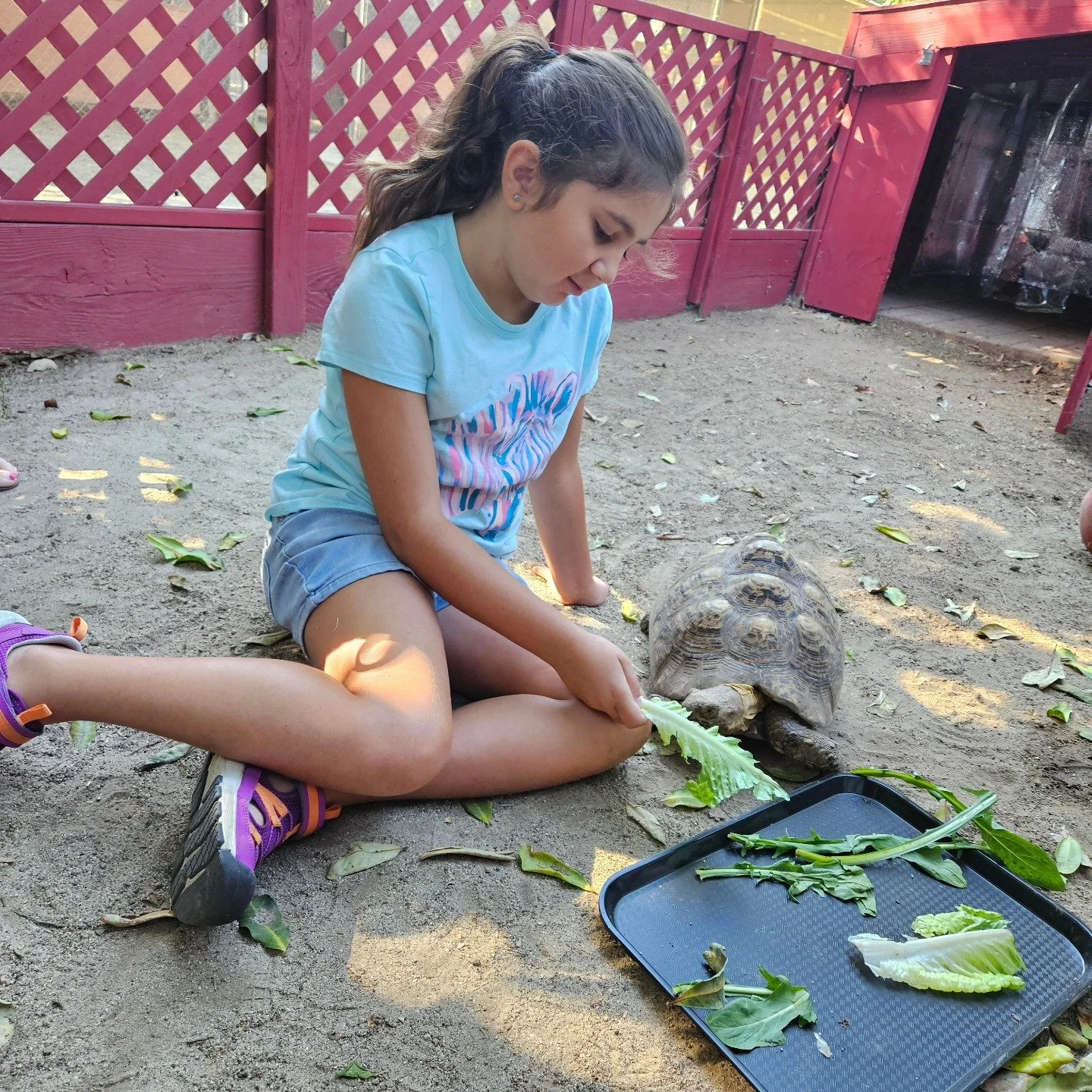 Please welcome Teddy, our new friend at the barnyard. A 20 year old leopard tortoise.
@whpschool