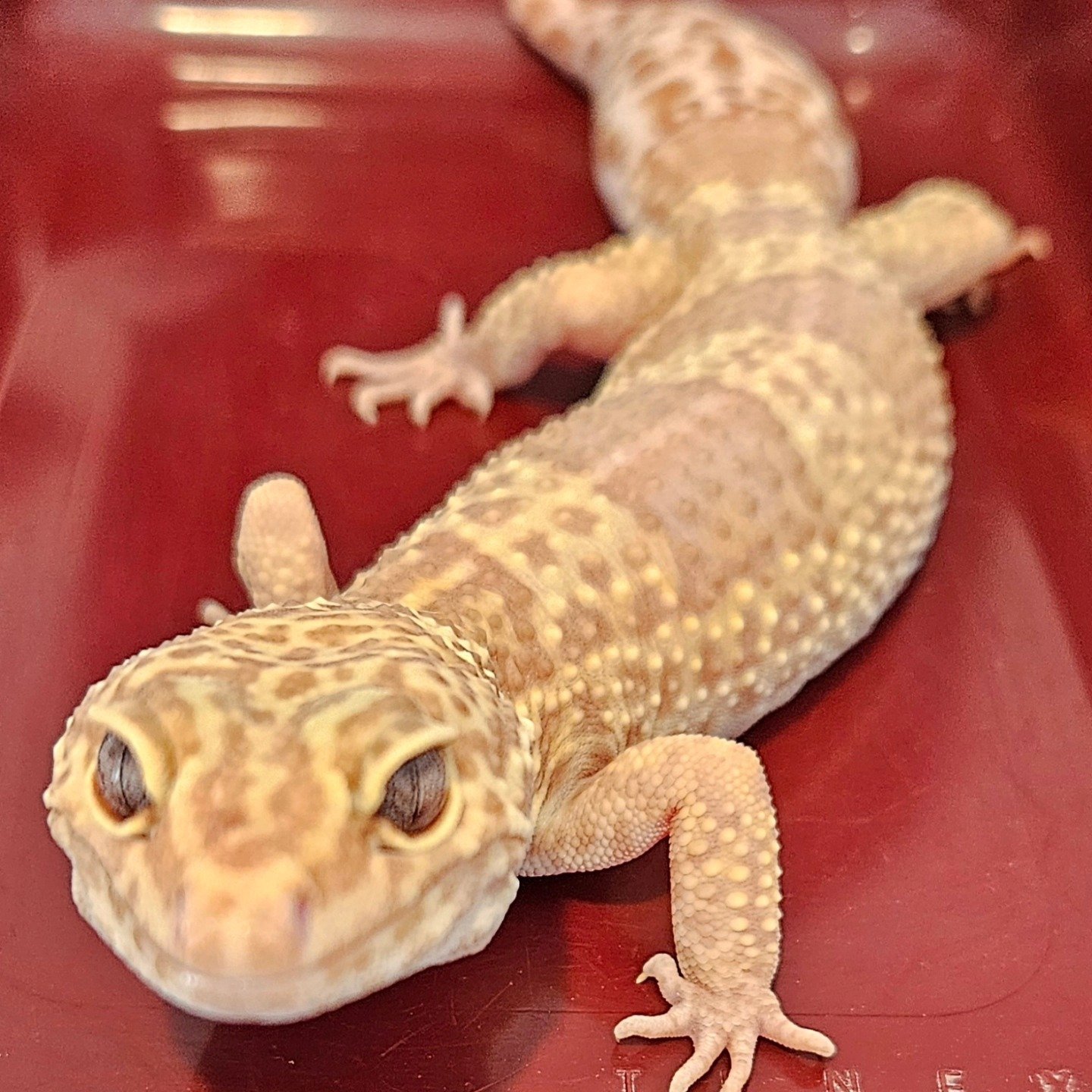 This week was school picture time here at WHPS. And some of our barnyard friends just had to get in on the action! @whpschool