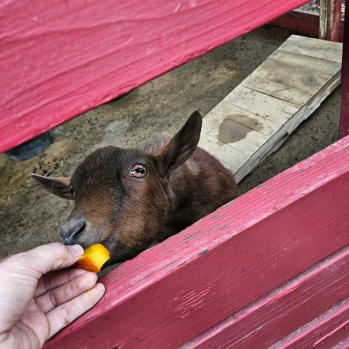 The goats really enjoyed some baked pumpkin this week. Perfect for this cool fall weather we are having. @whpspaws @whpschool