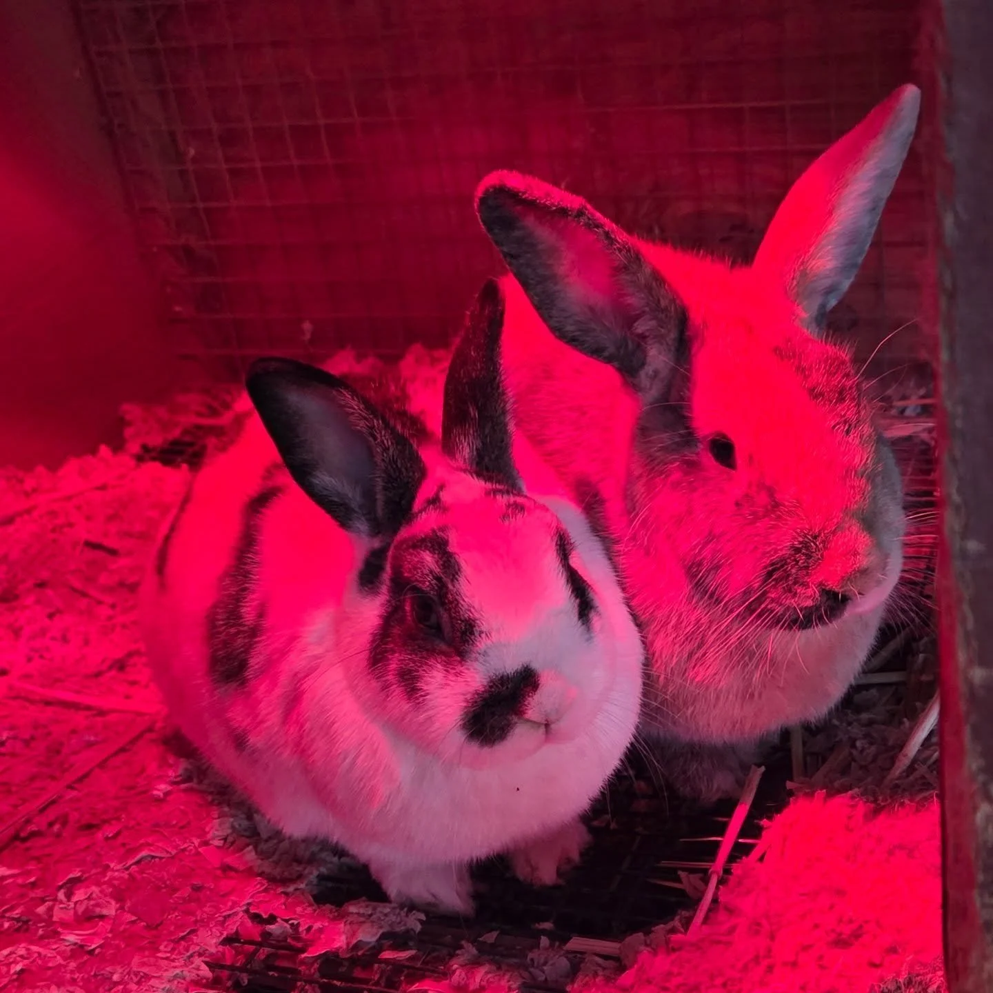 Keeping warm on a cold night in January..@whpschool @whpspaws