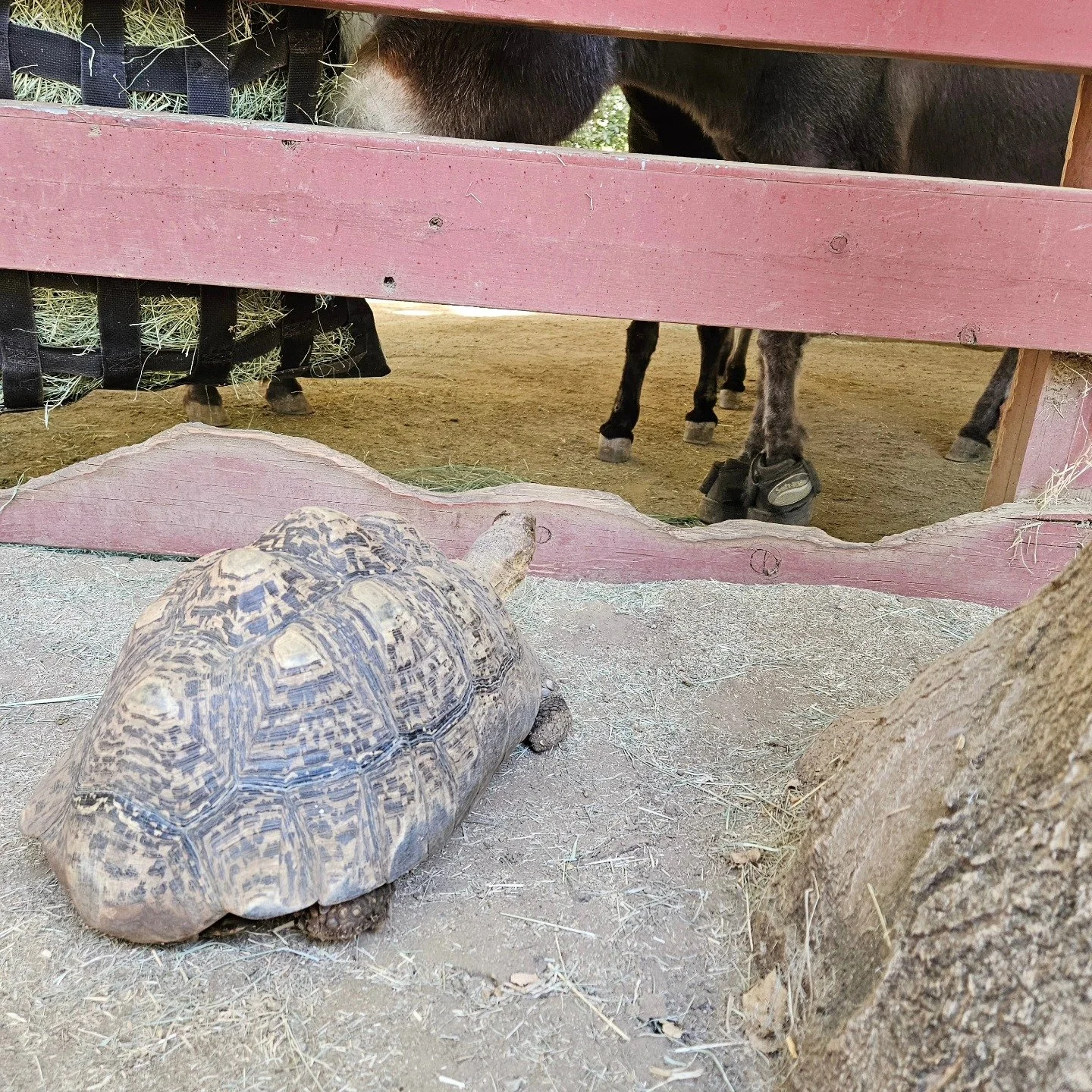 Teddy goes for a walk to visit his new neighbors! 
Teddy is a 20-year-old male leopard tortoise who came to us from the San diego turtle and tortoise society. @whpschool @sdturtlesociety