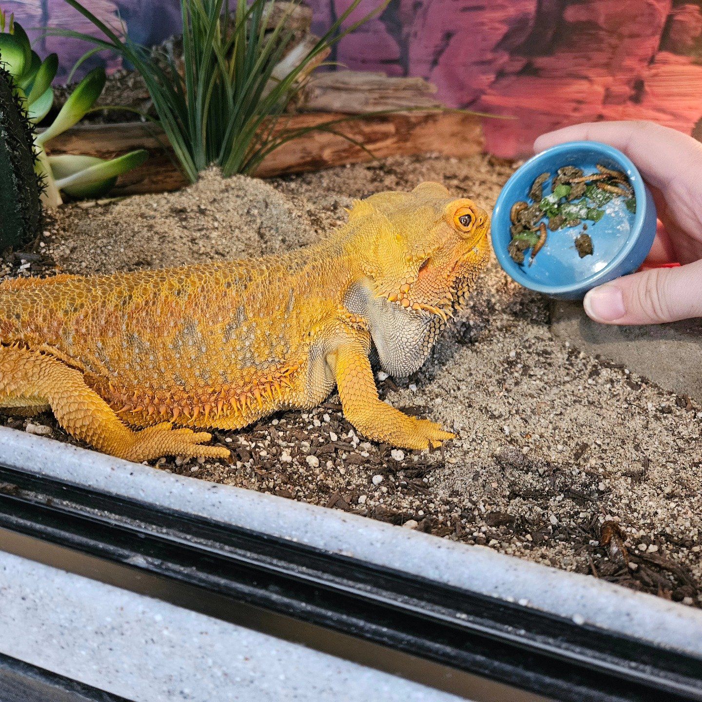 Some great pictures of the animals enjoying life! @whpschool