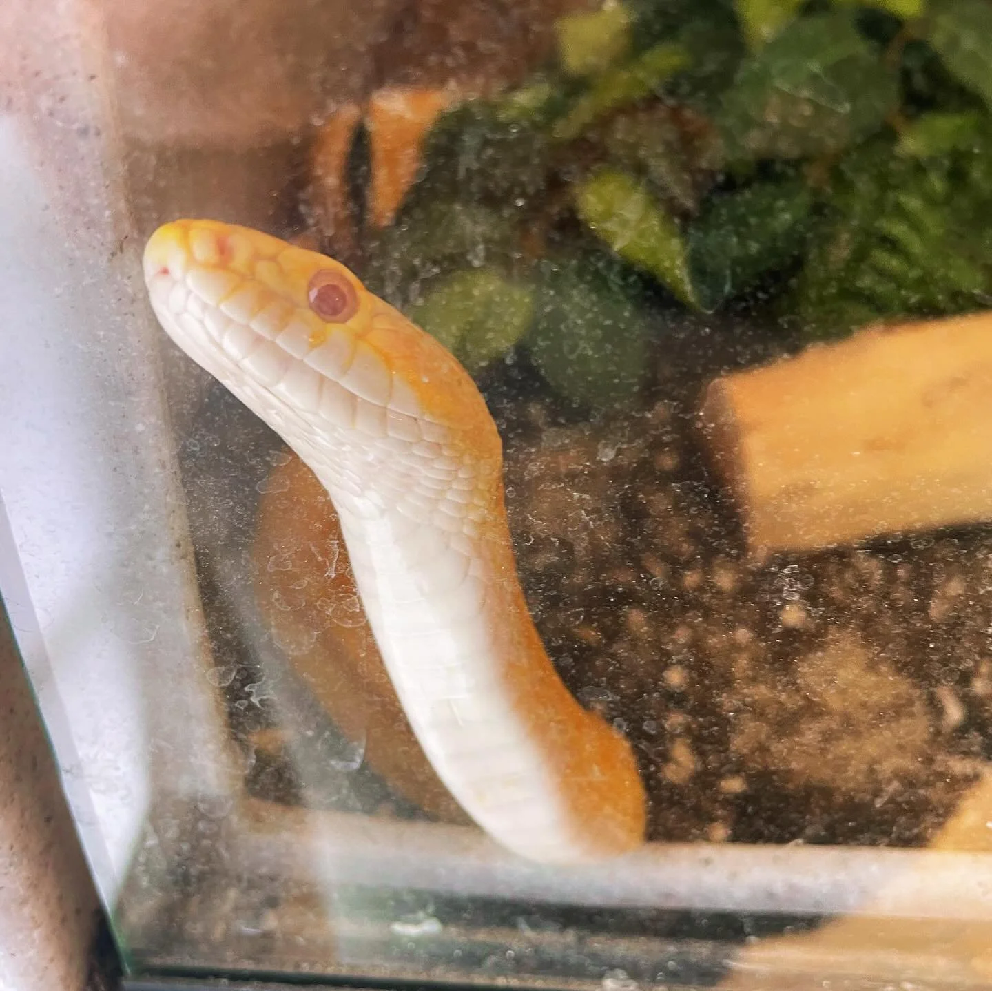 It&rsquo;s with heavy hearts that we say goodbye to two of our beloved animals ambassadors Butters the corn snake and Daisy one of our wonderful bunnies. 
They both brought so much joy and happiness to all at WHPS. 
They were loved and adored by many