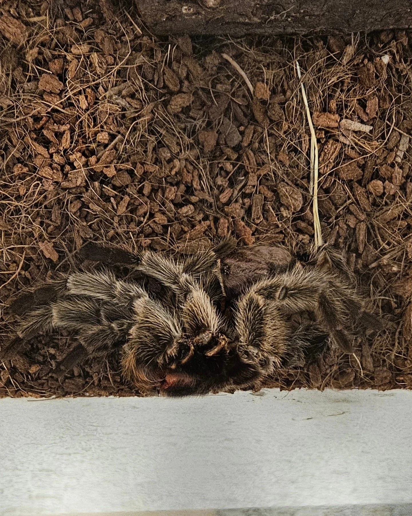 Don't worry, Athena is fine. She molted her old exoskeleton. So cool! @whpschool