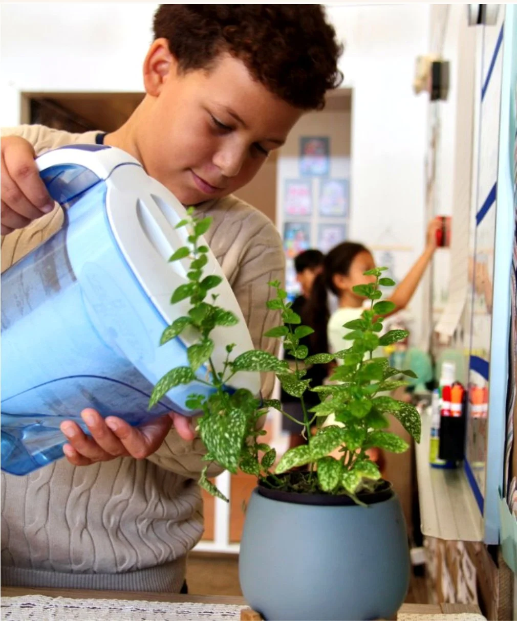 WHPS student watering a classroom plant