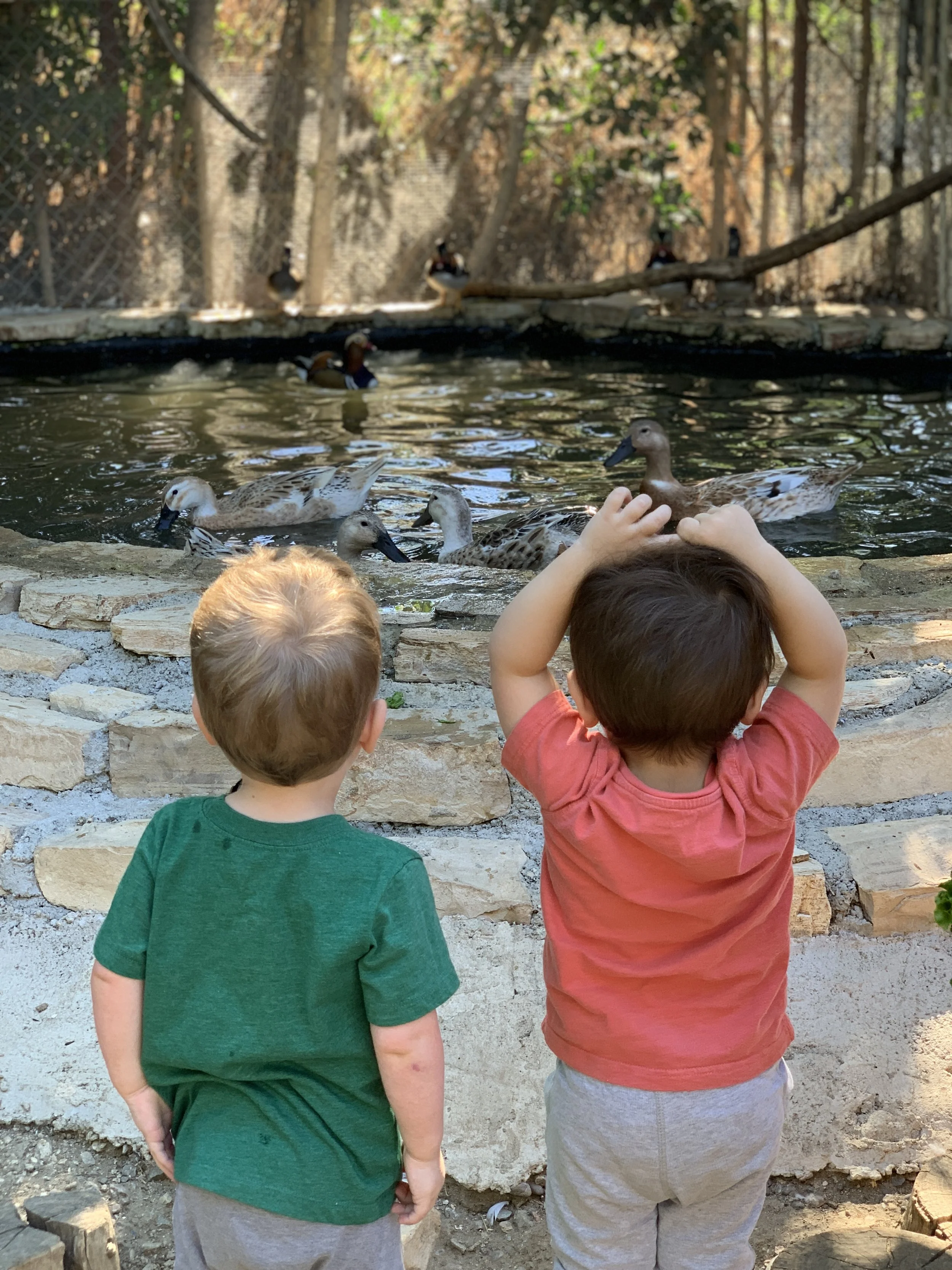 Young WHPS children observing ducks