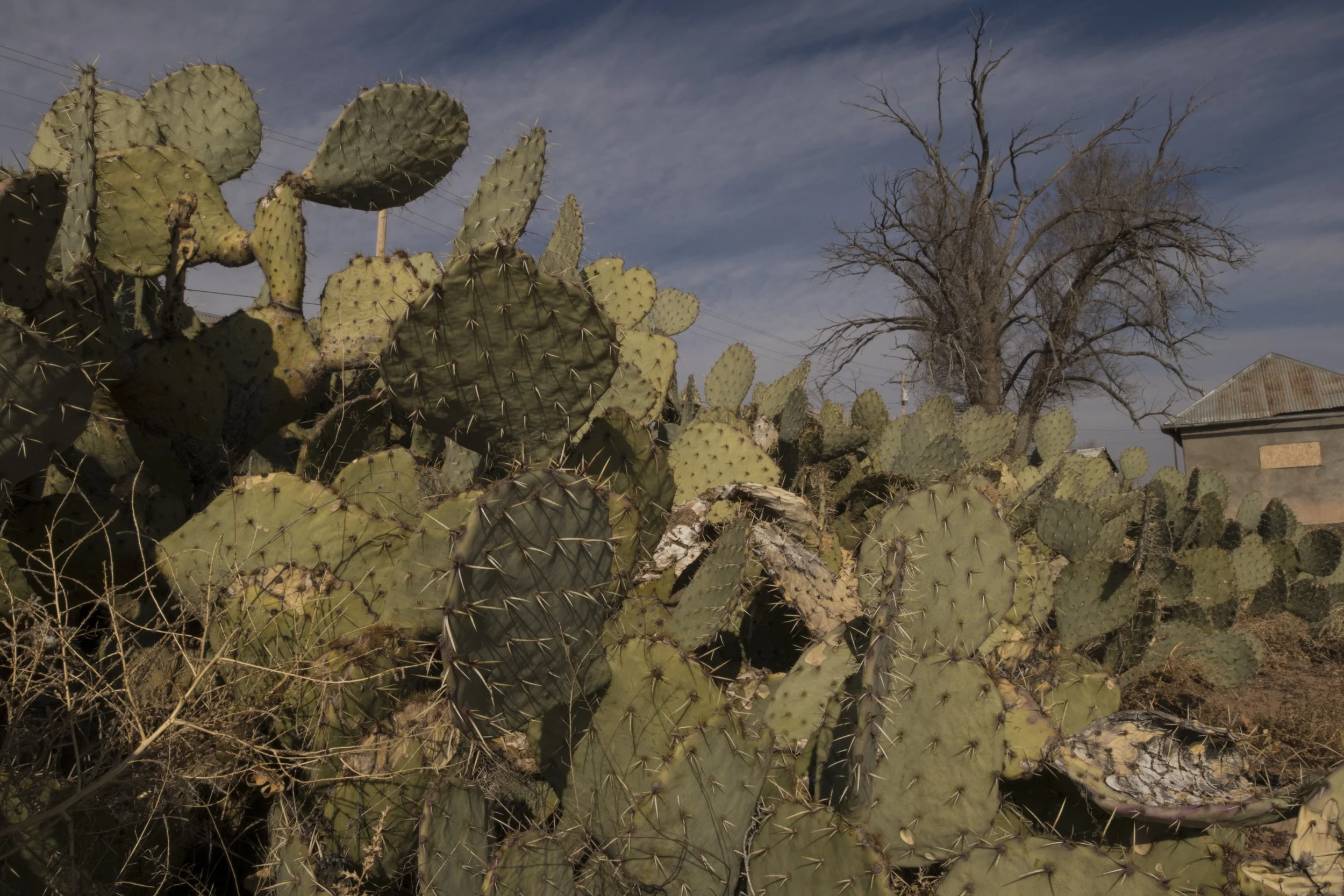 CactusRoad.jpg
